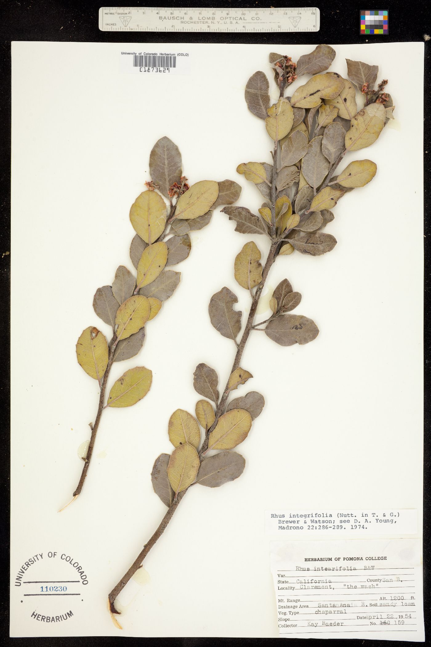 Rhus integrifolia image