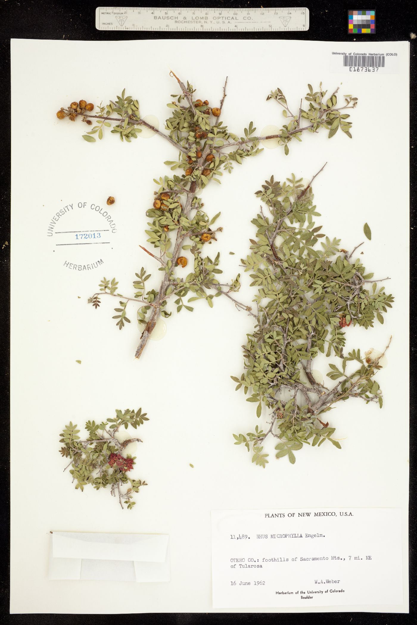Rhus microphylla image