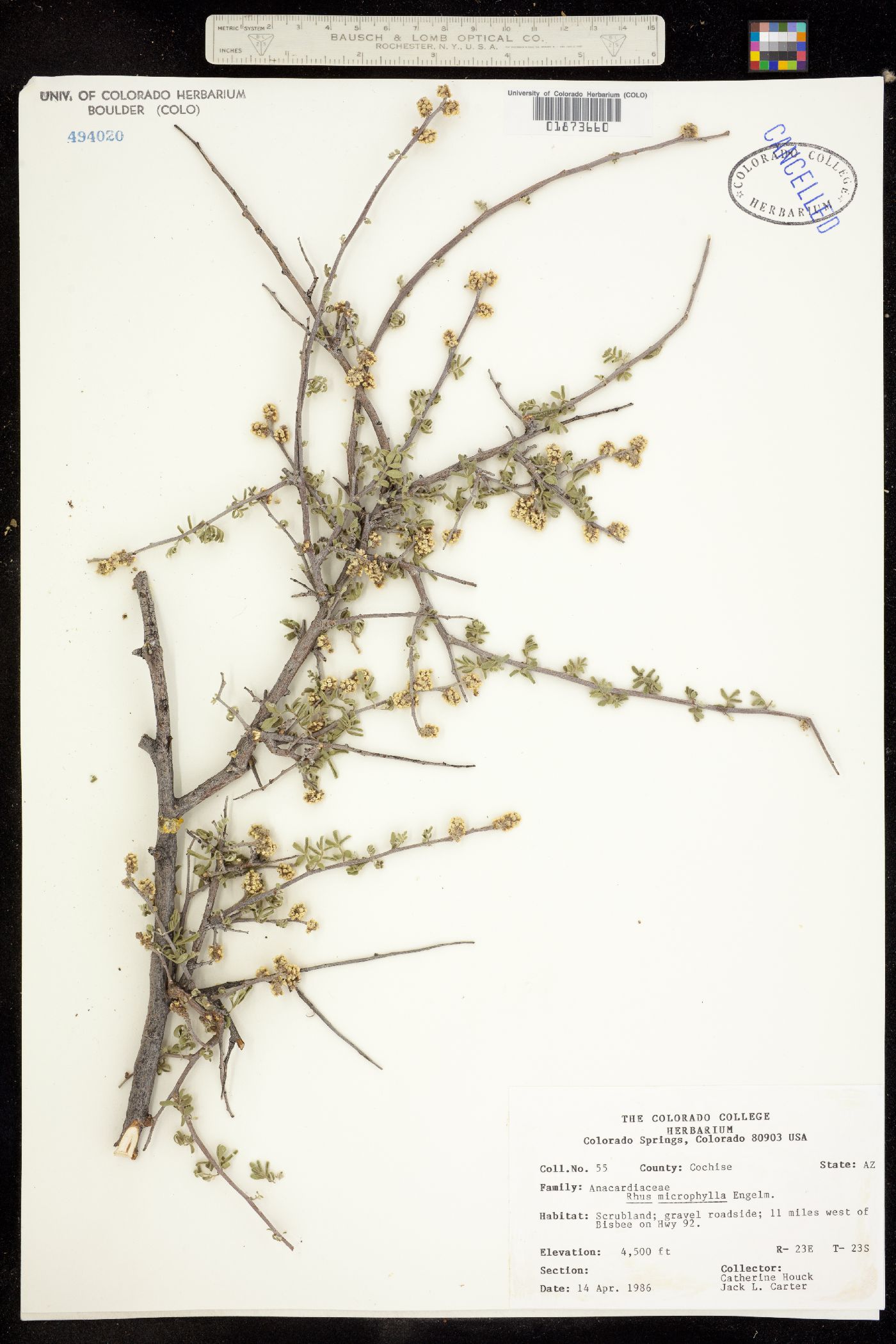 Rhus microphylla image