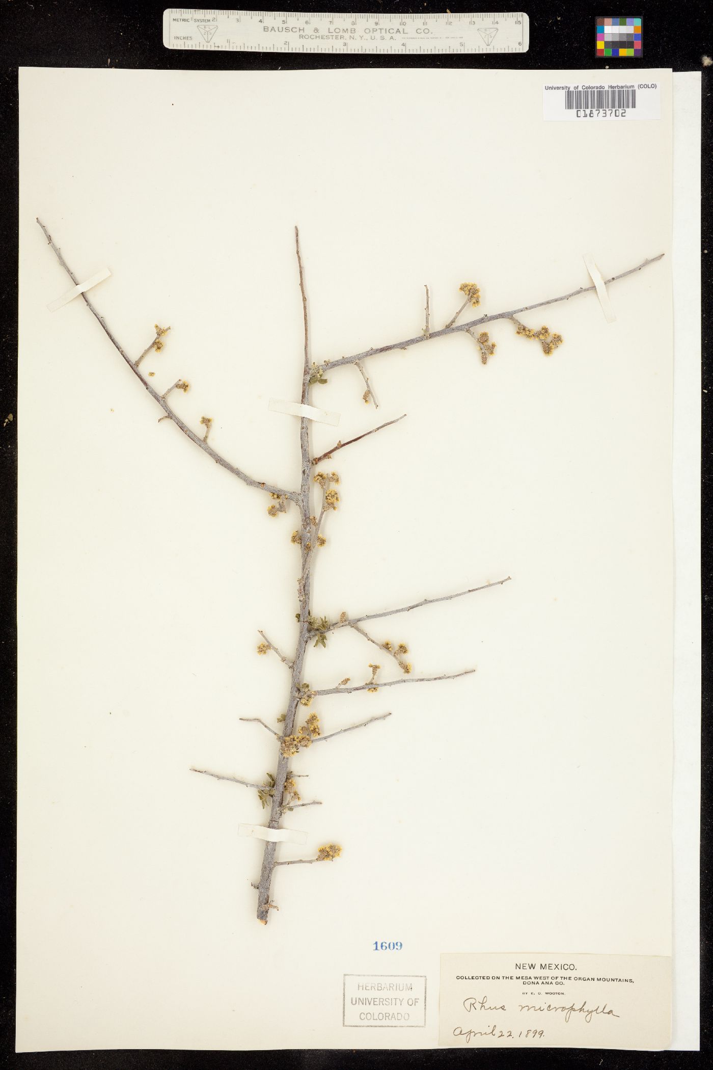 Rhus microphylla image