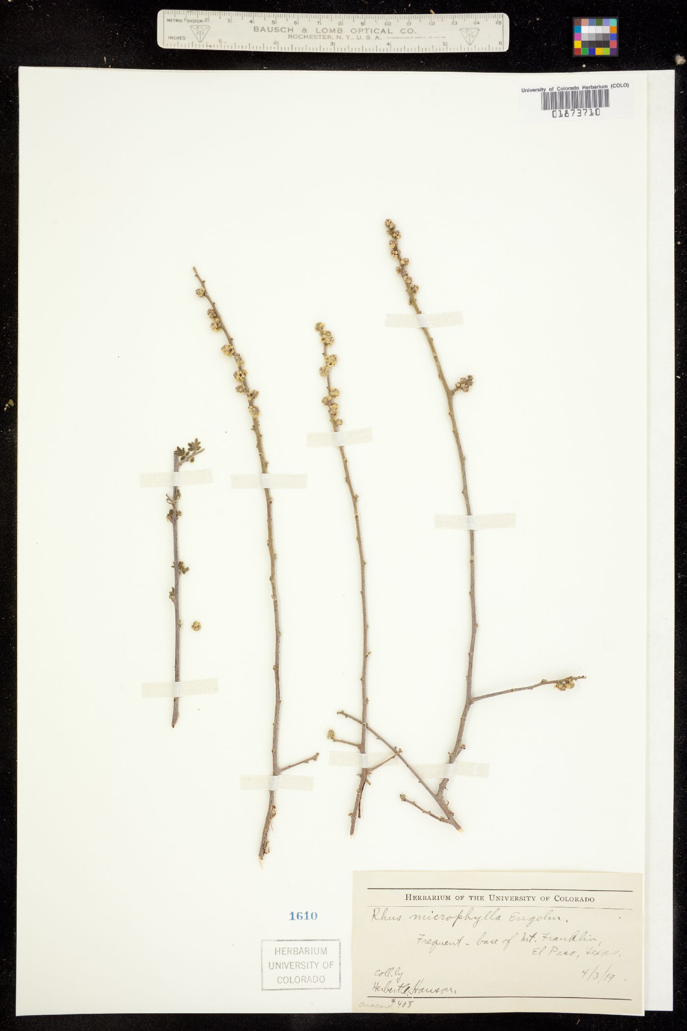 Rhus microphylla image