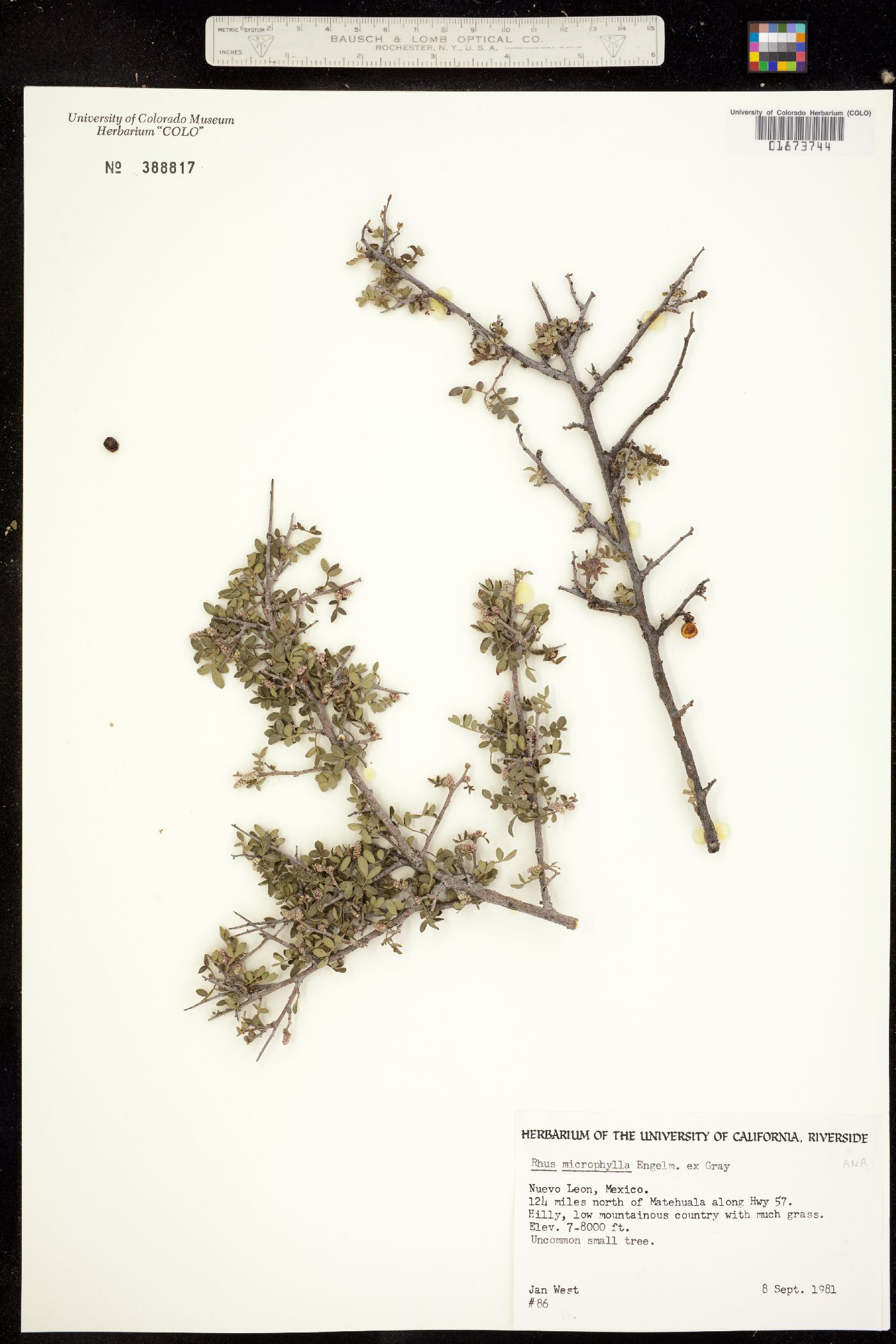 Rhus microphylla image