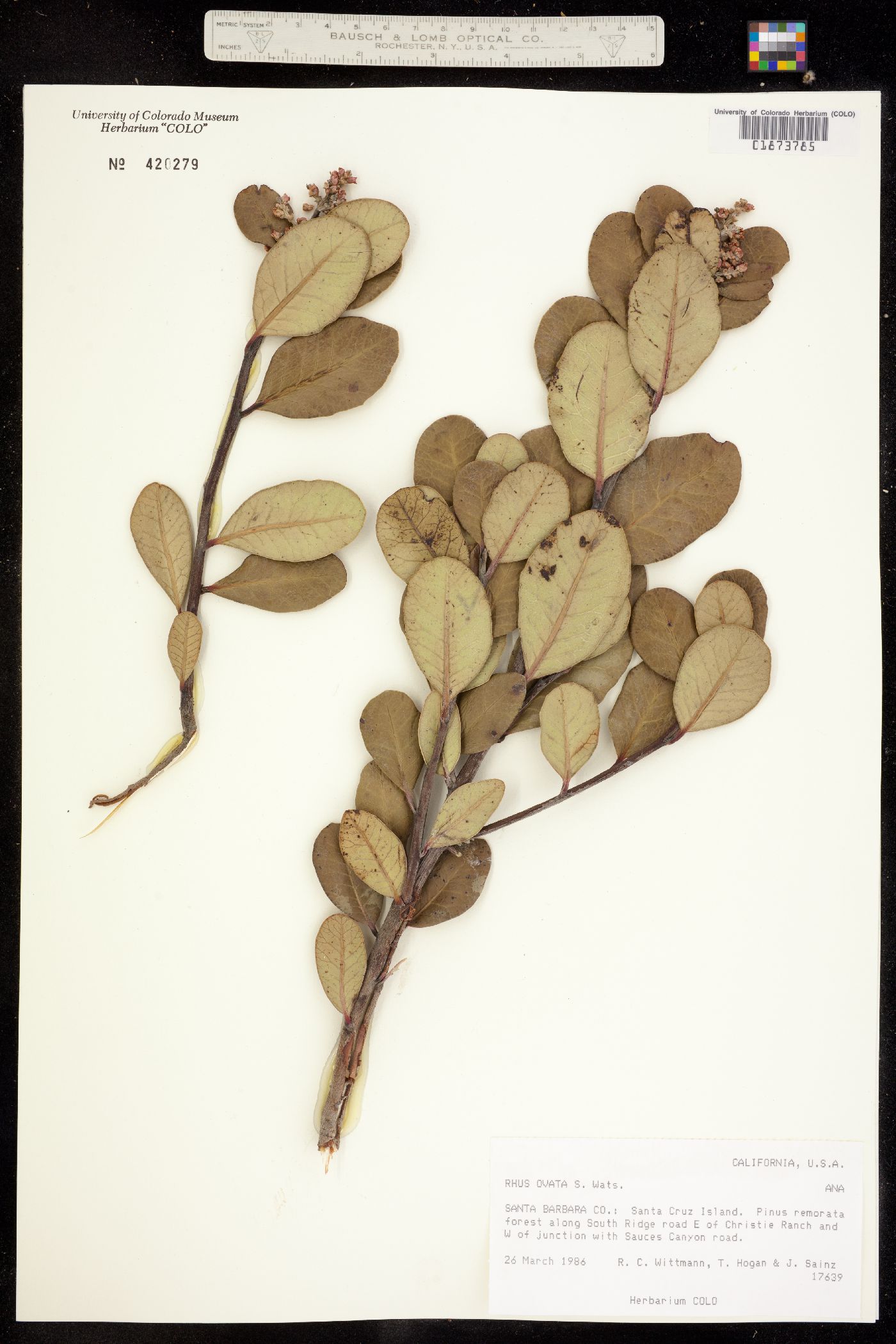 Rhus ovata image