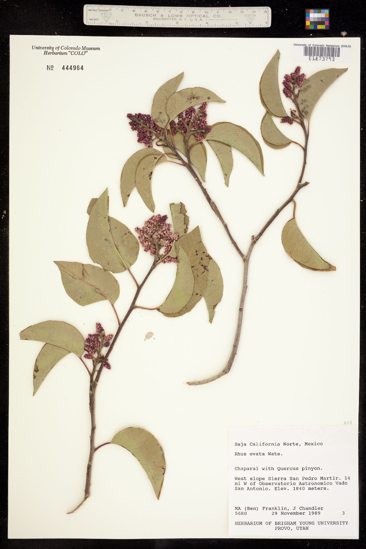 Rhus ovata image