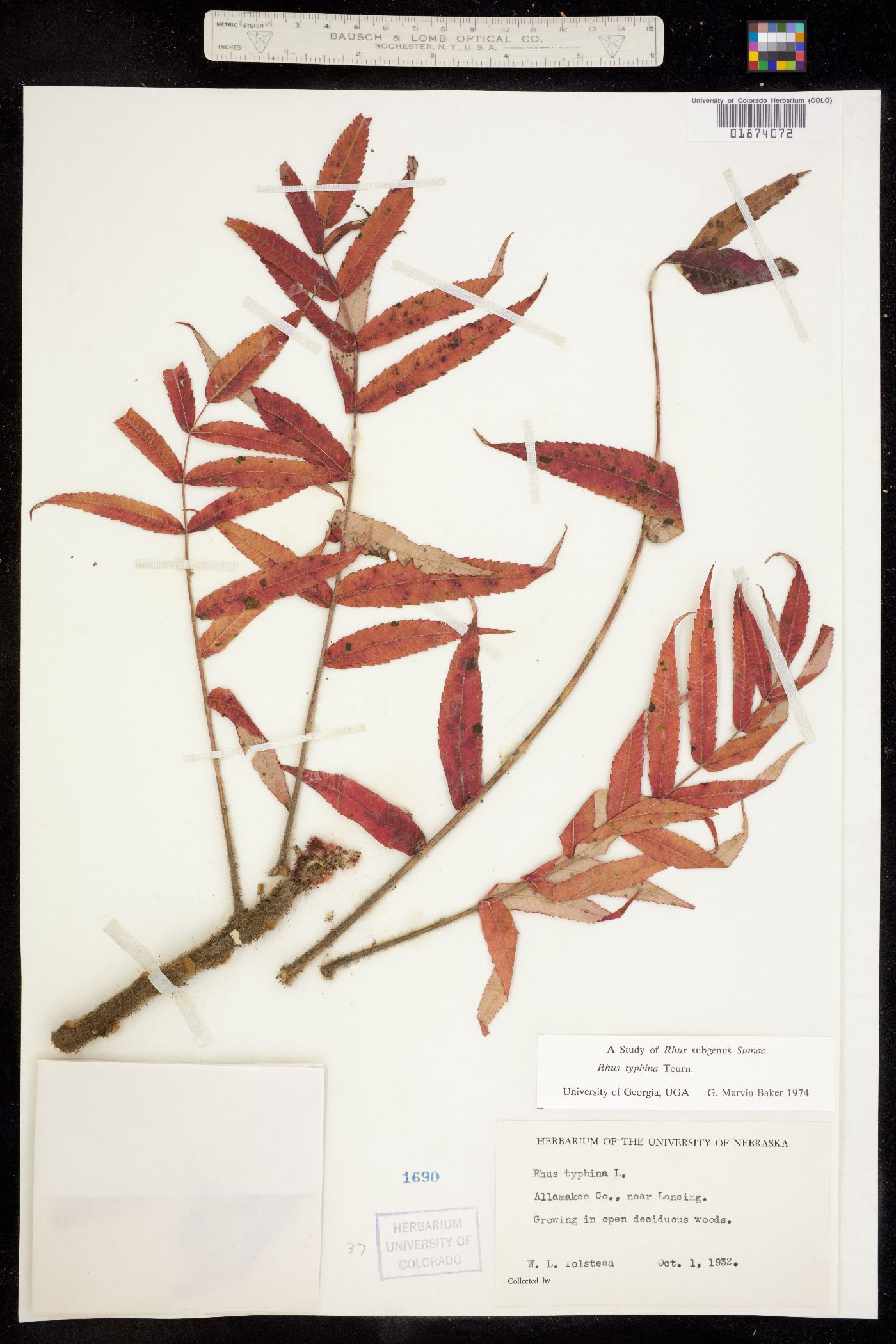 Rhus typhina image