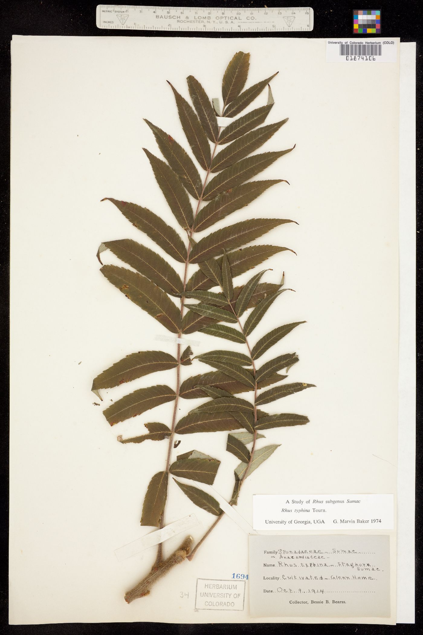 Rhus typhina image