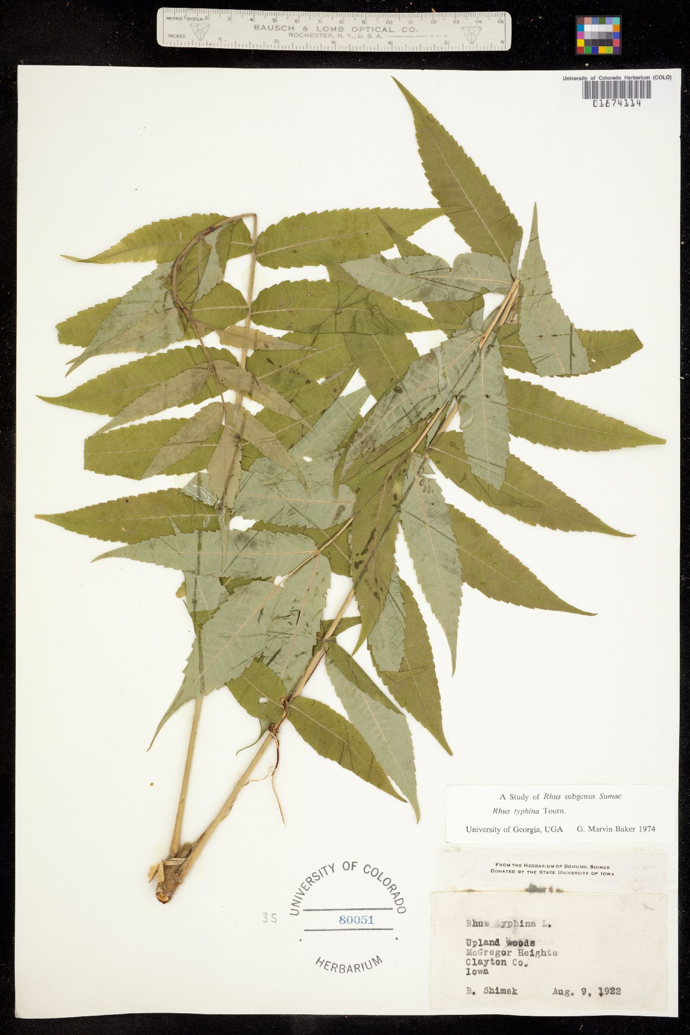 Rhus typhina image
