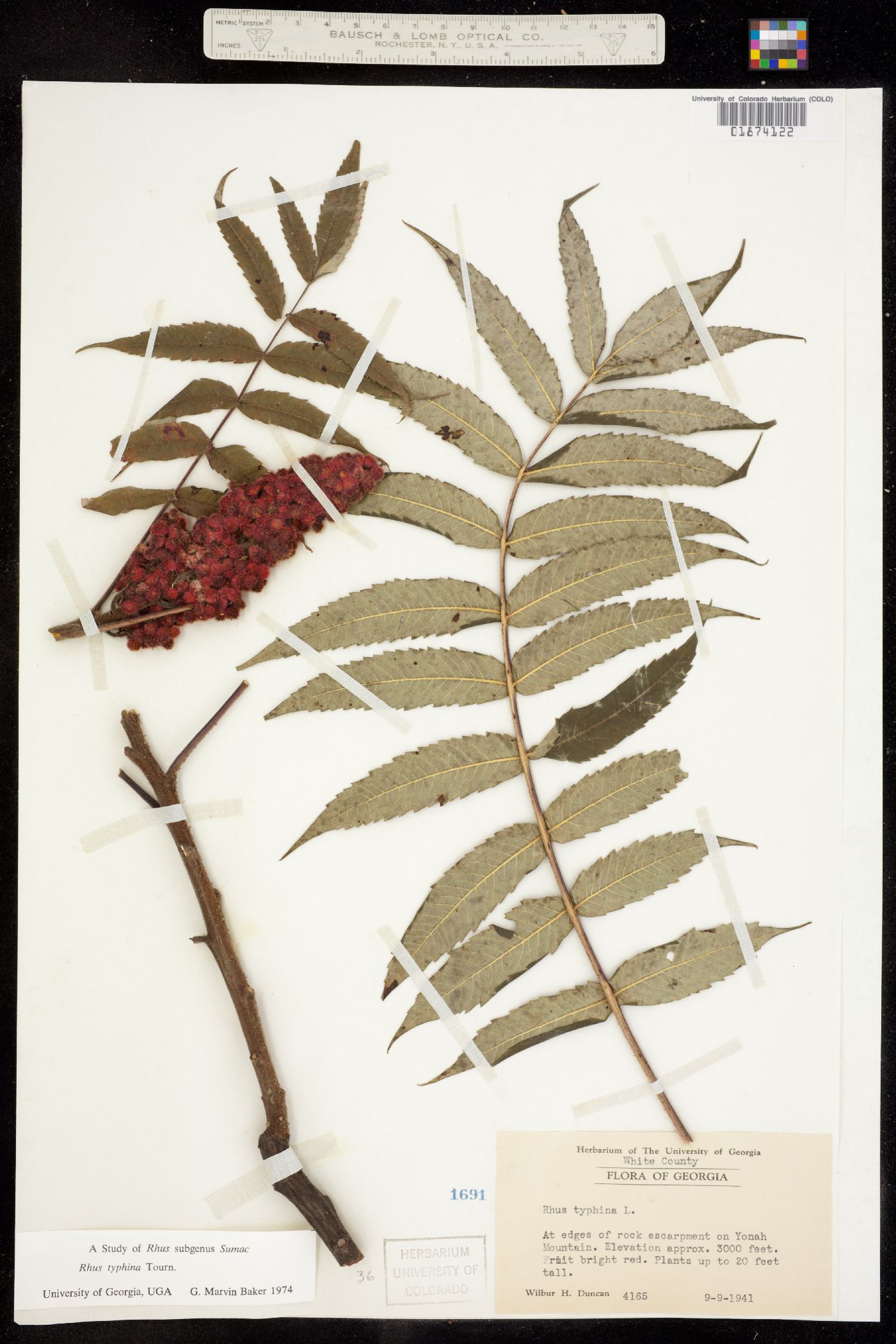 Rhus typhina image