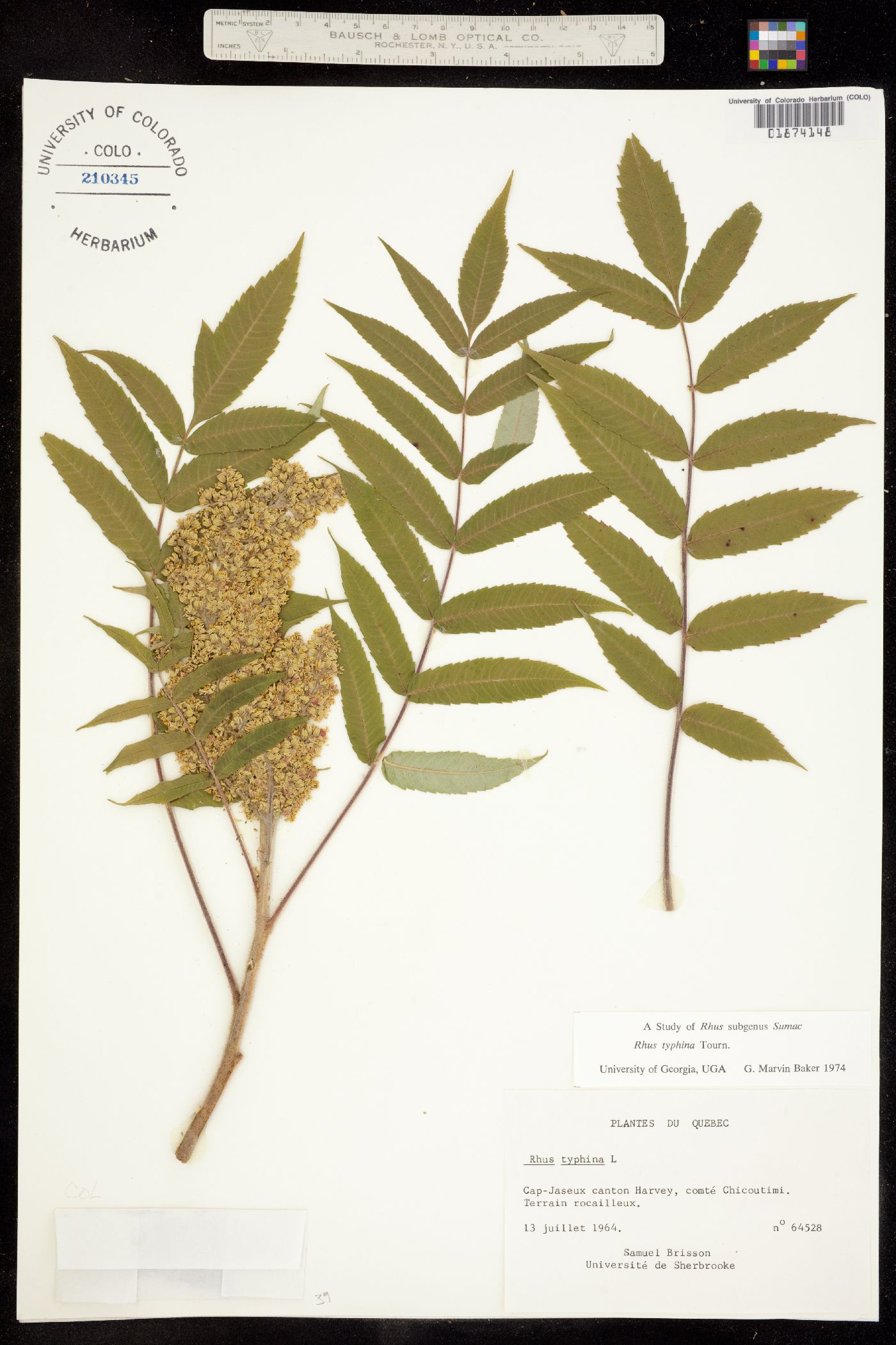 Rhus typhina image