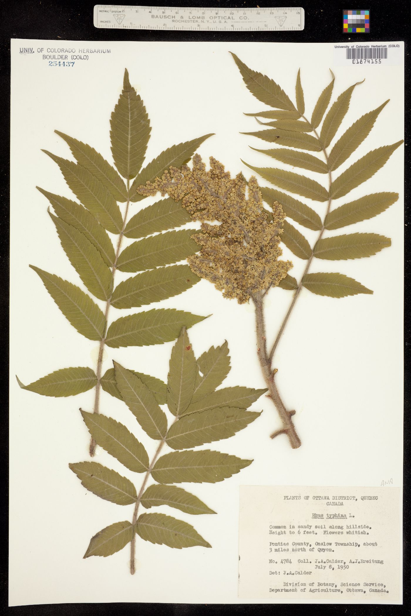 Rhus typhina image