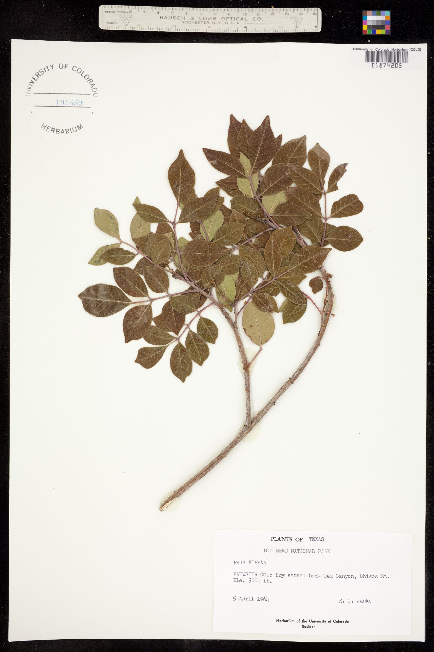 Rhus virens image