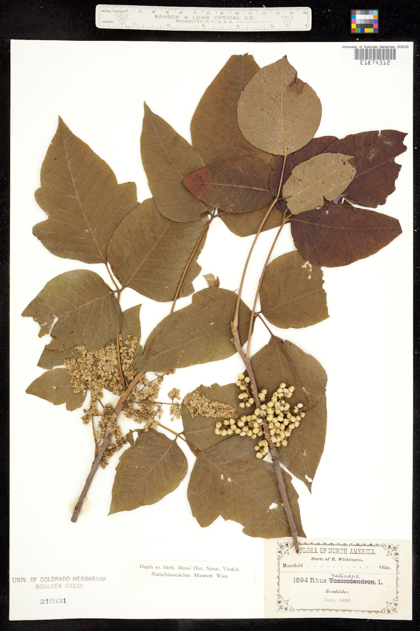 Toxicodendron radicans ssp. radicans image