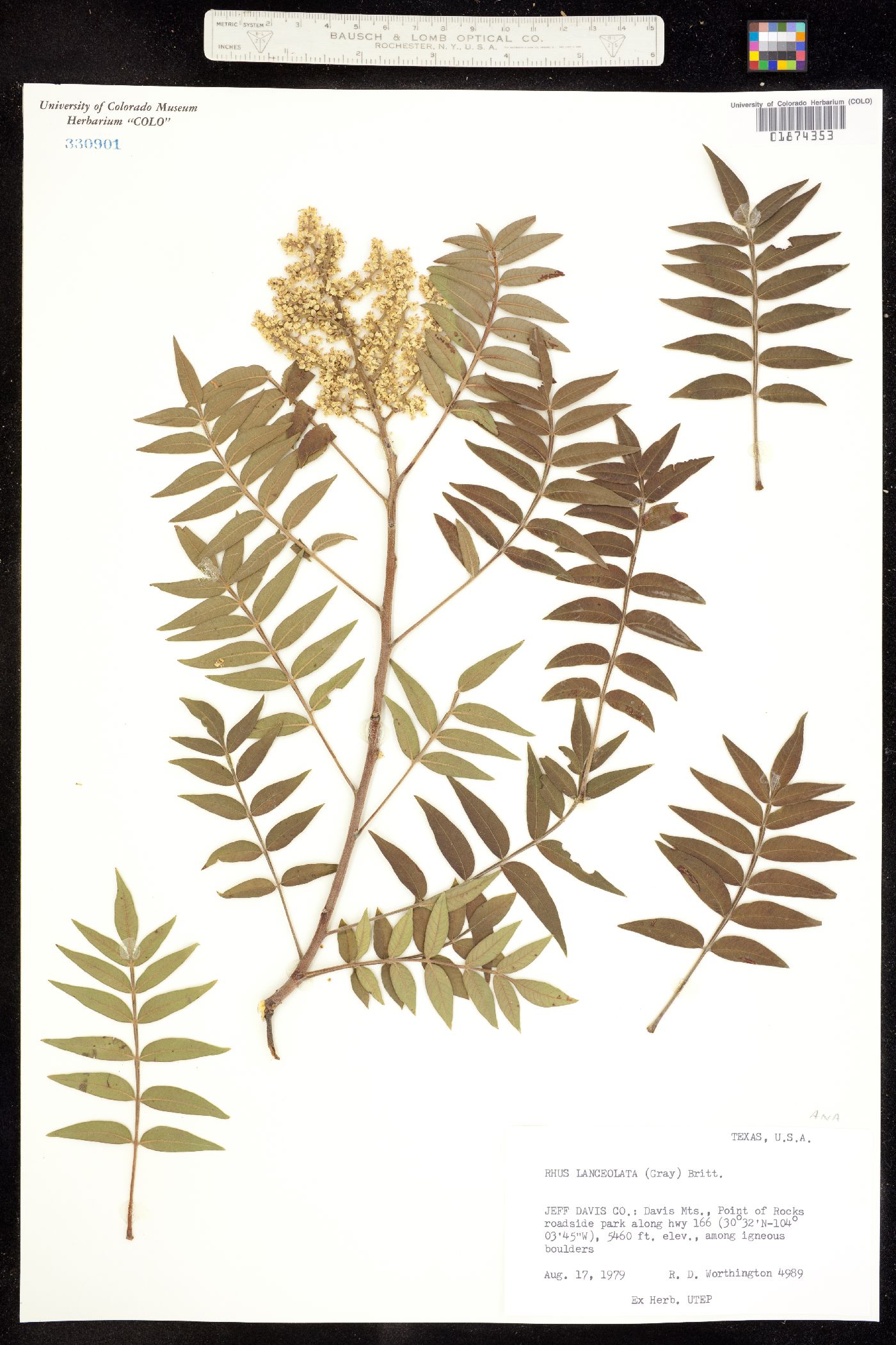 Rhus copallinum image