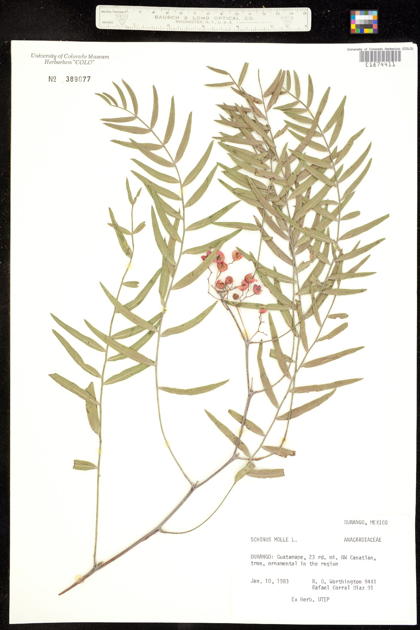 Schinus molle image