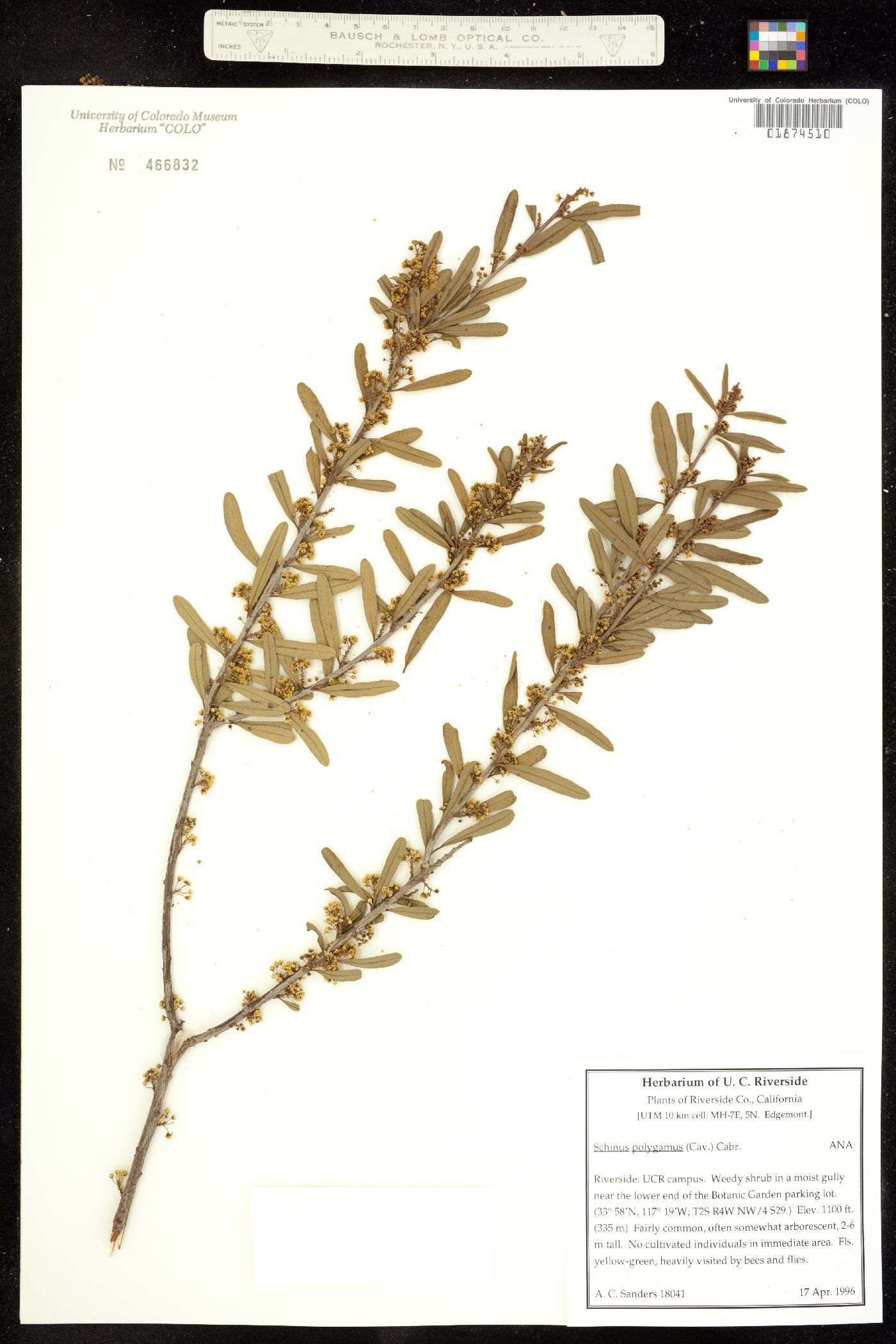 Schinus polygamus image