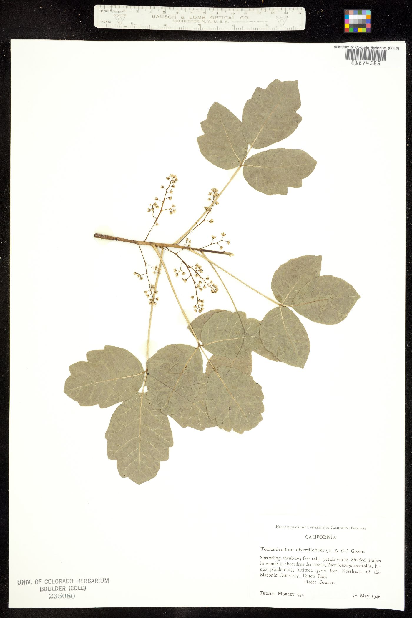 Toxicodendron diversilobum image