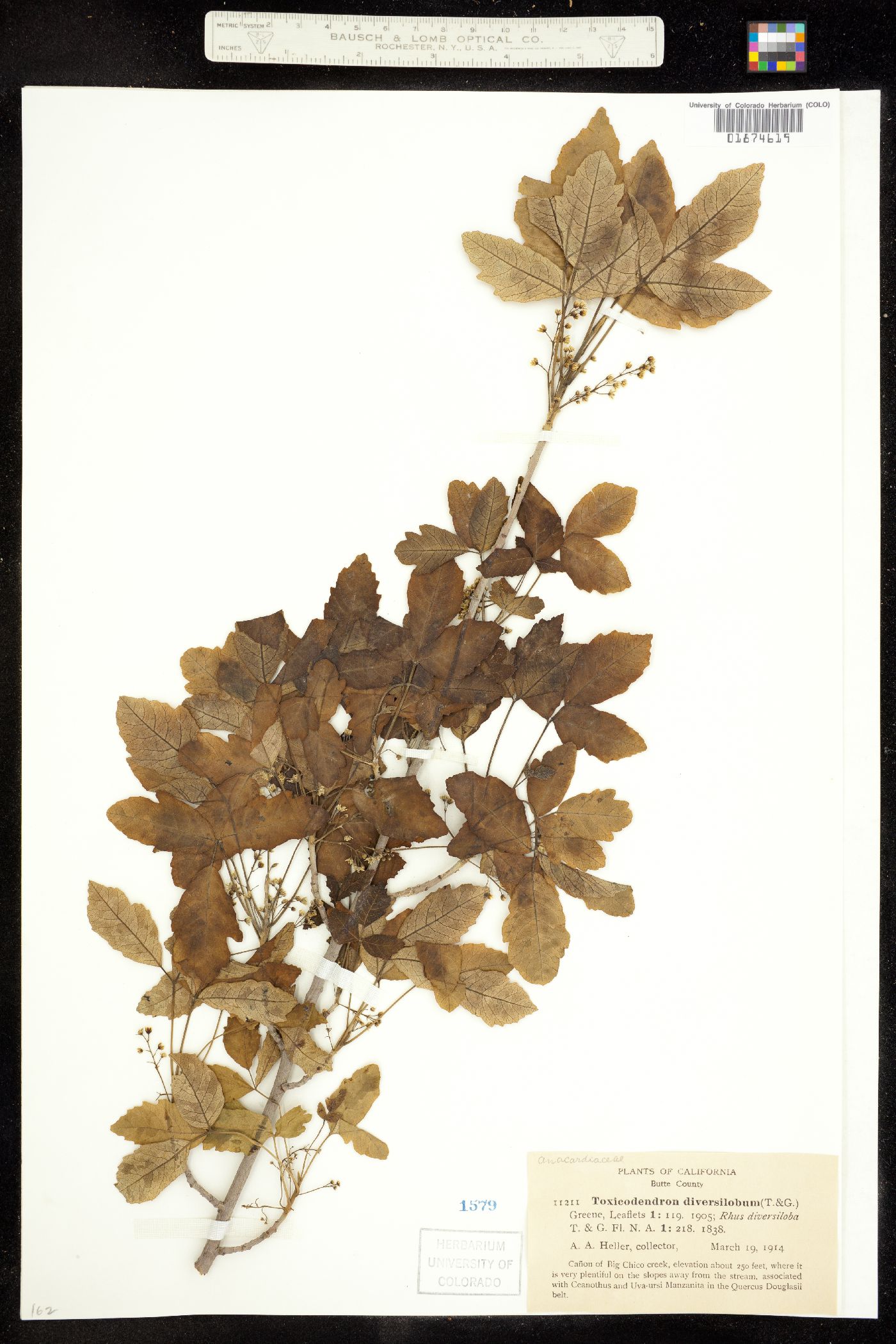 Toxicodendron diversilobum image