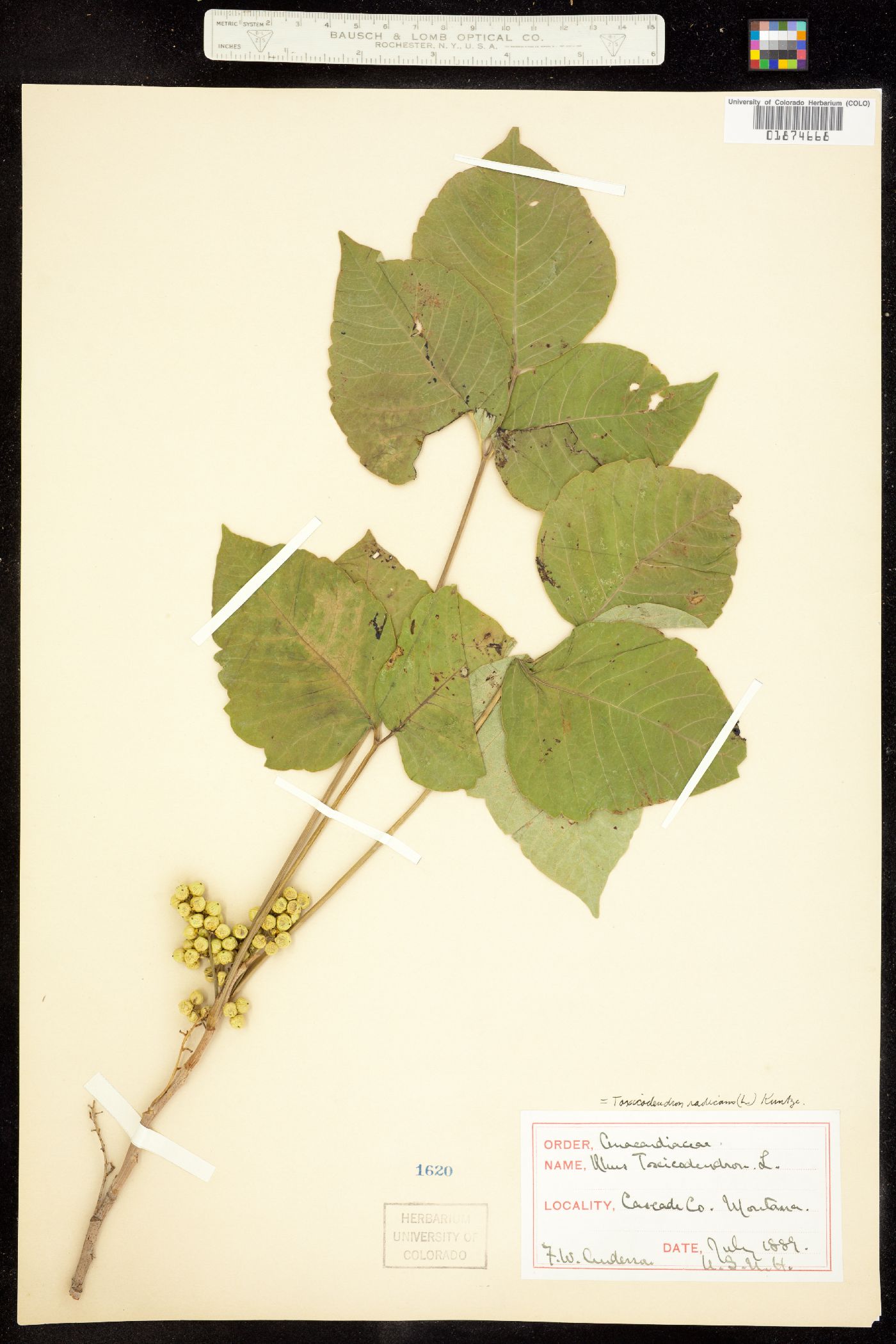 Toxicodendron radicans image