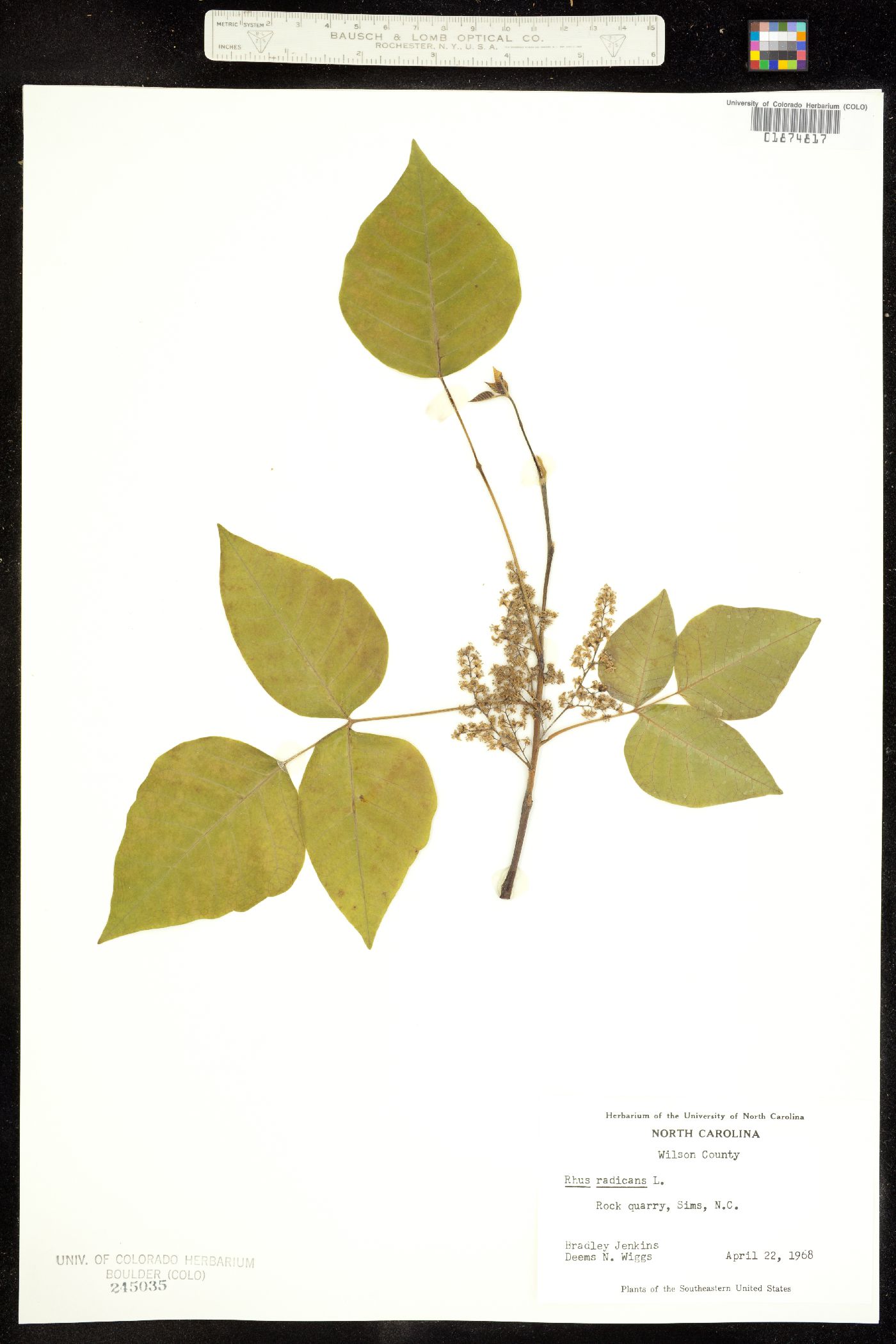 Toxicodendron image