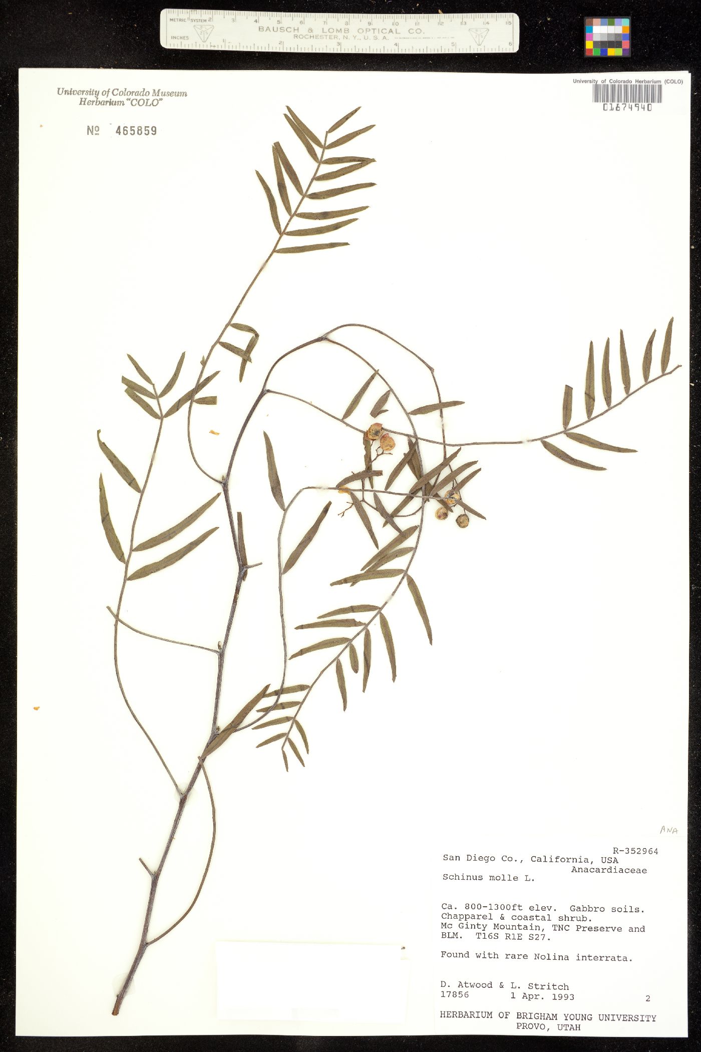Schinus molle image