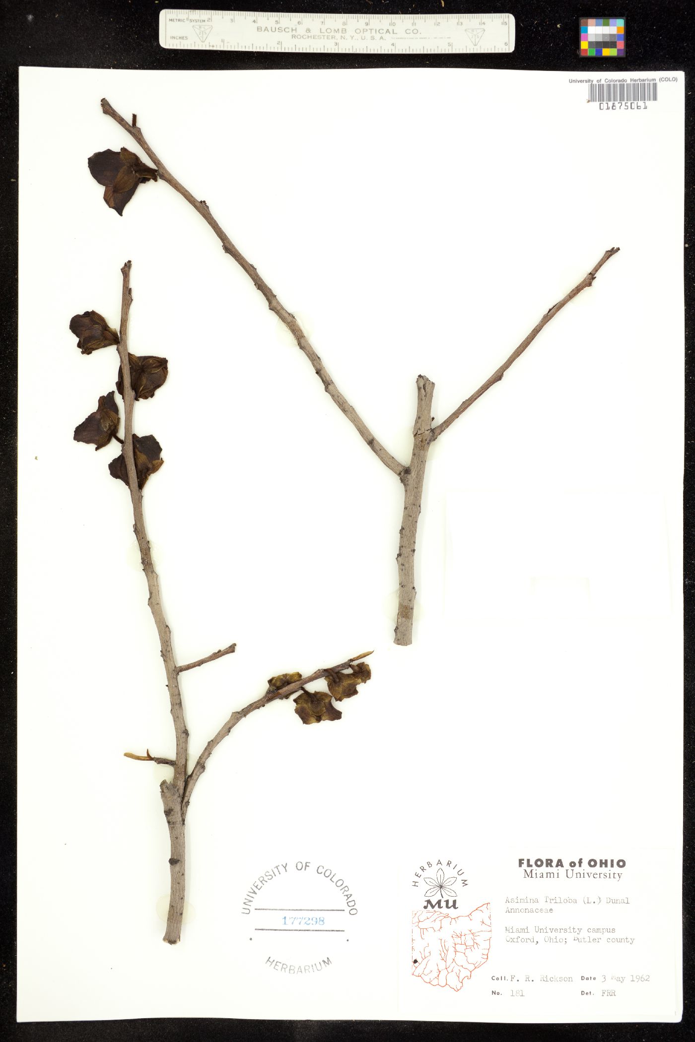Annonaceae image