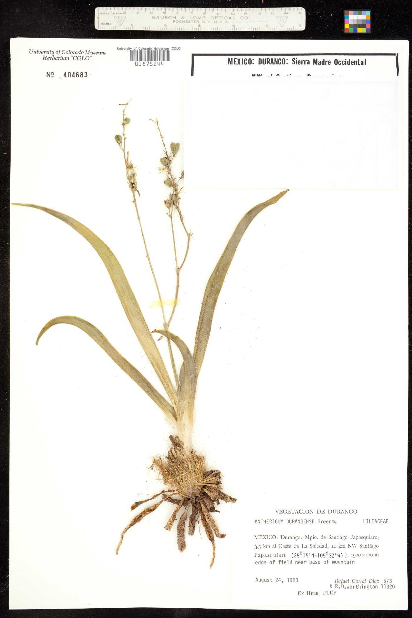 Anthericum durangense image