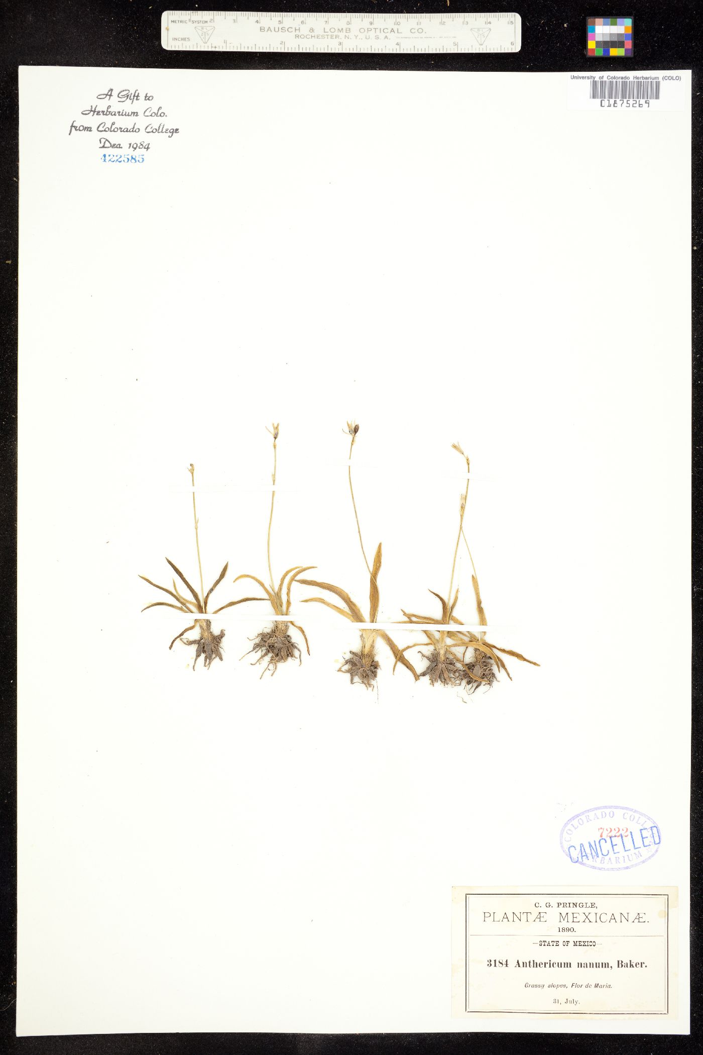 Anthericum nanum image