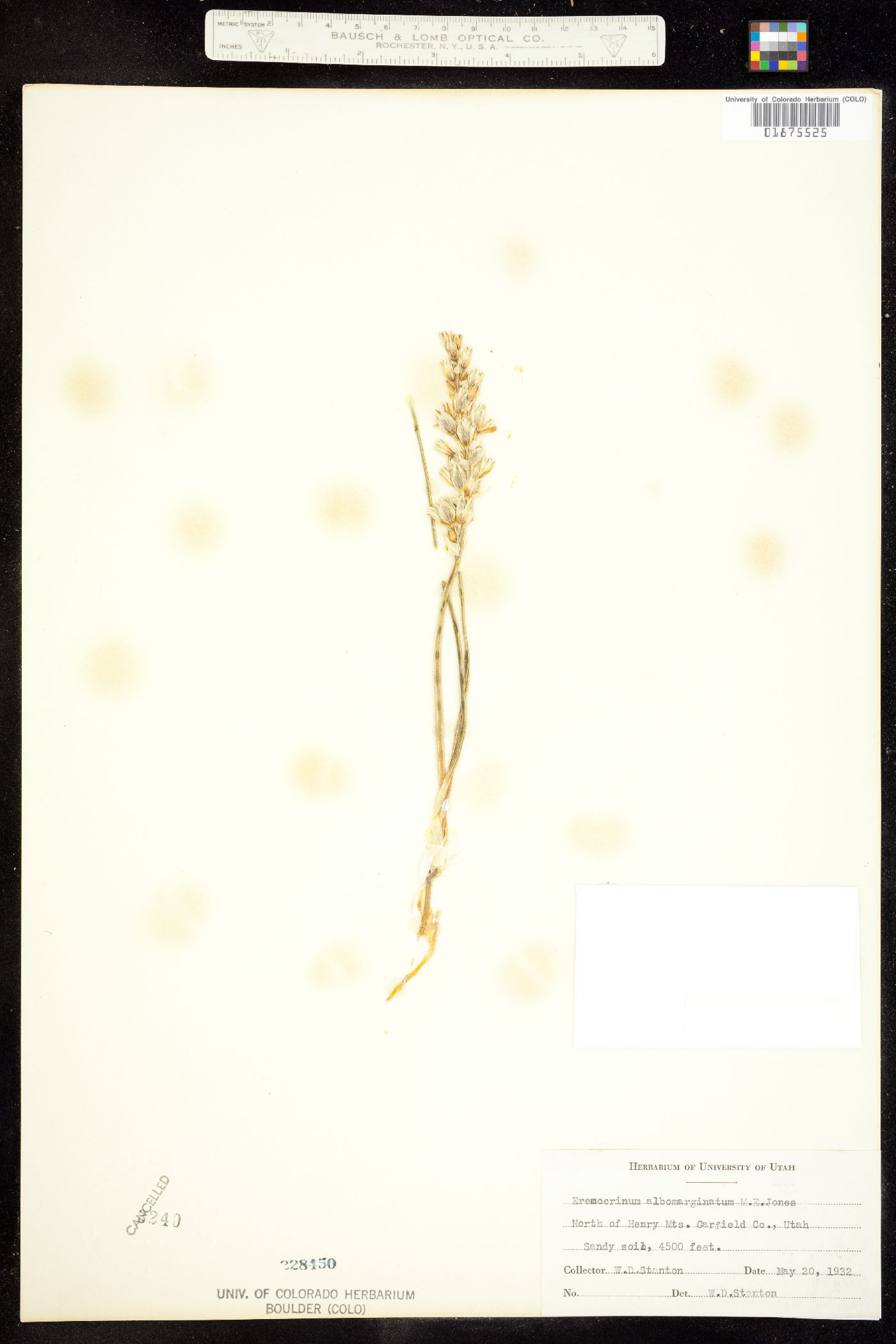 Eremocrinum image