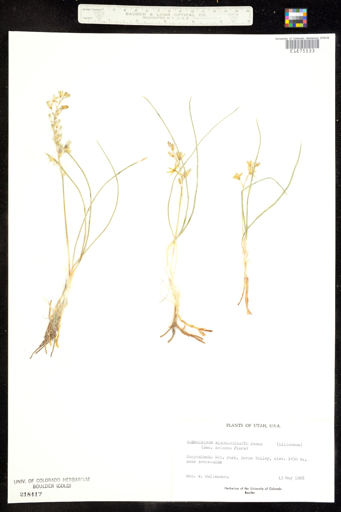 Eremocrinum albomarginatum image