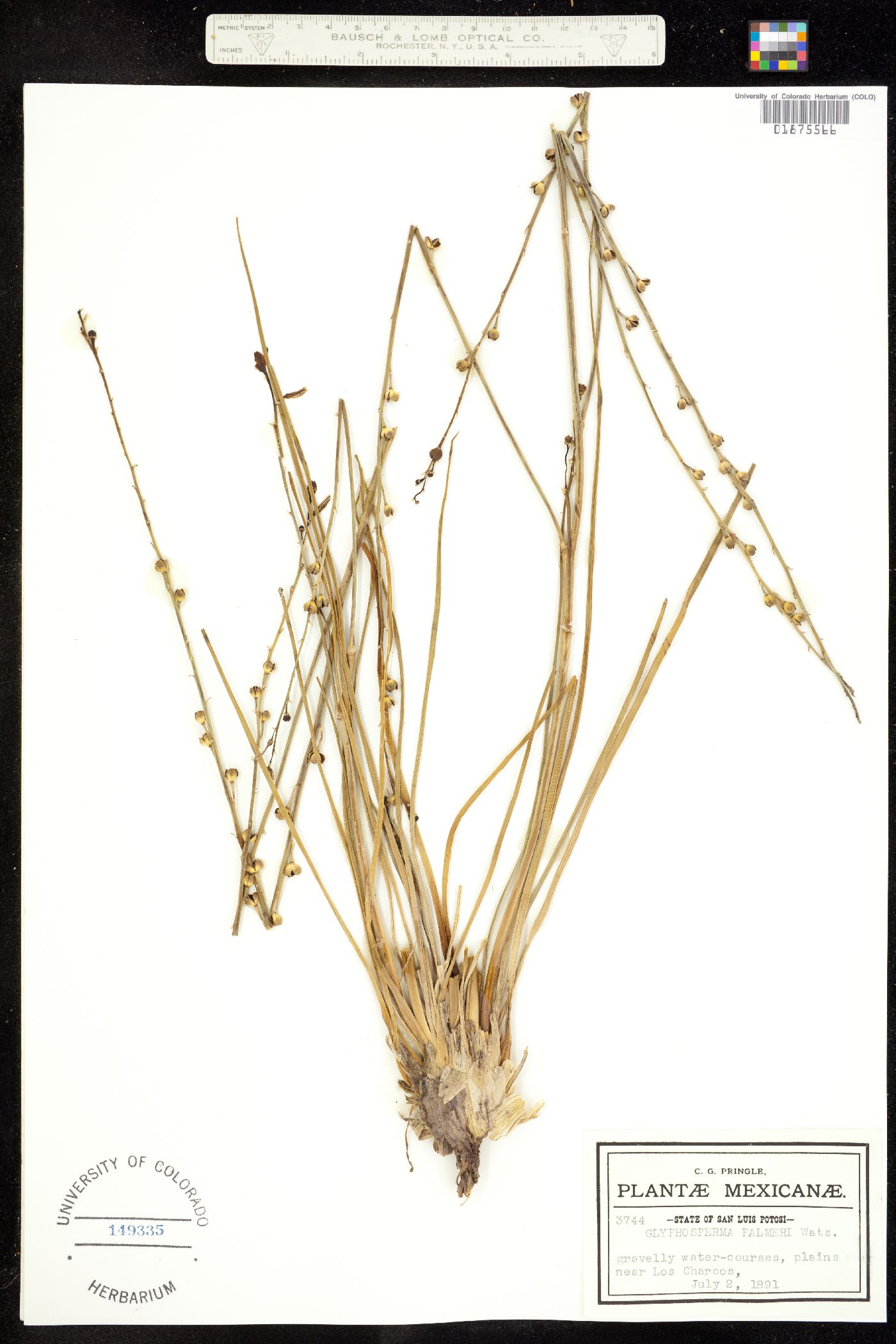 Glyphosperma palmeri image