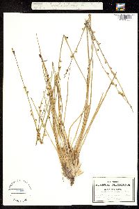 Glyphosperma palmeri image