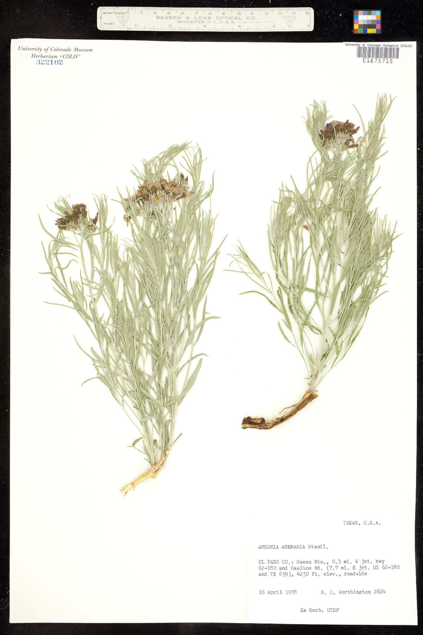 Amsonia tomentosa var. stenophylla image