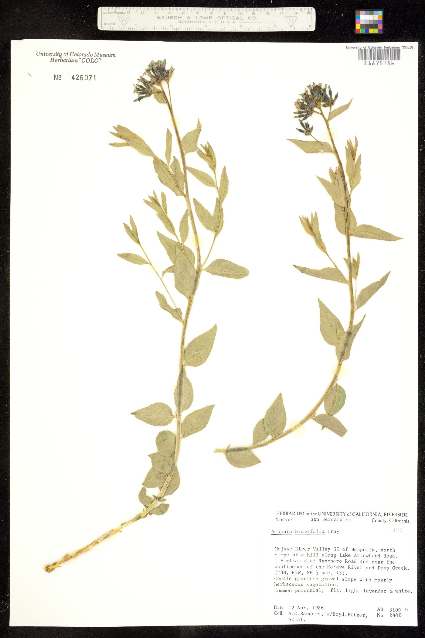 Amsonia tomentosa image