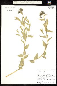 Image of Amsonia brevifolia