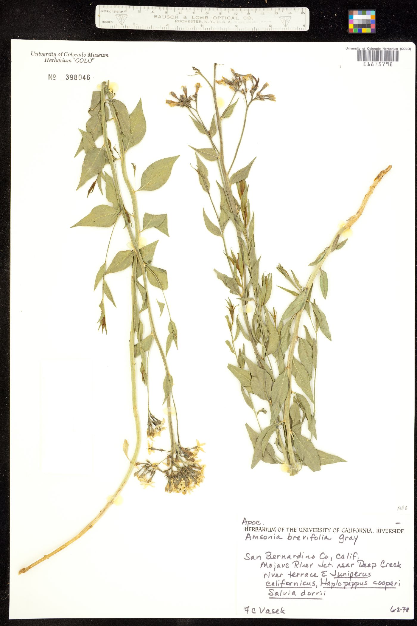 Amsonia tomentosa image