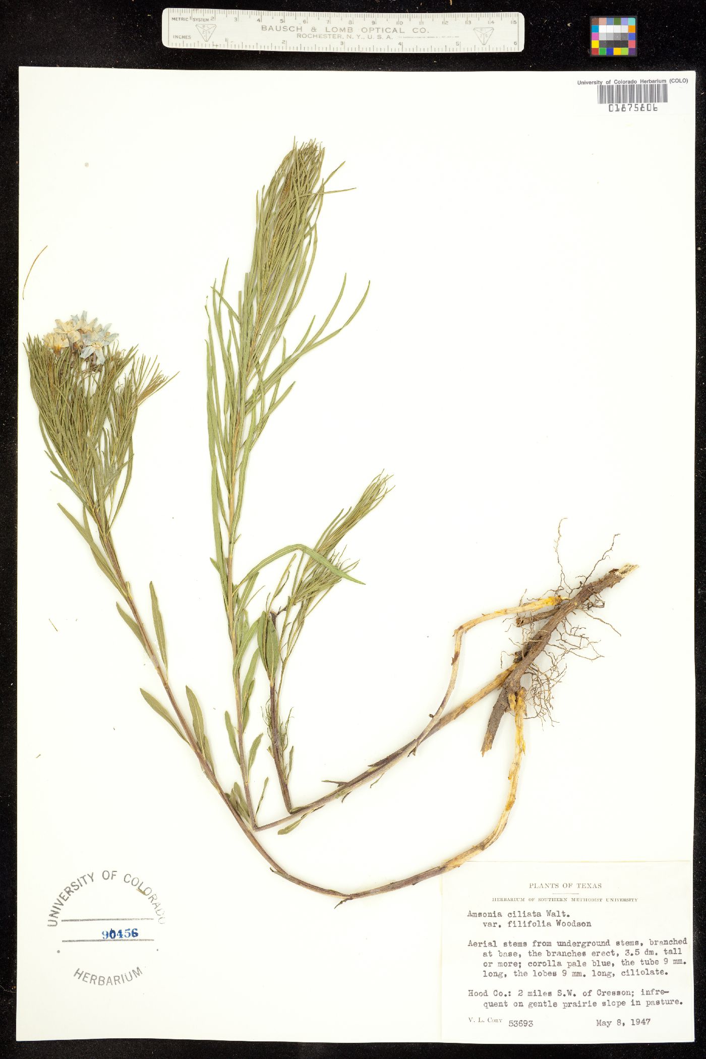 Amsonia ciliata image