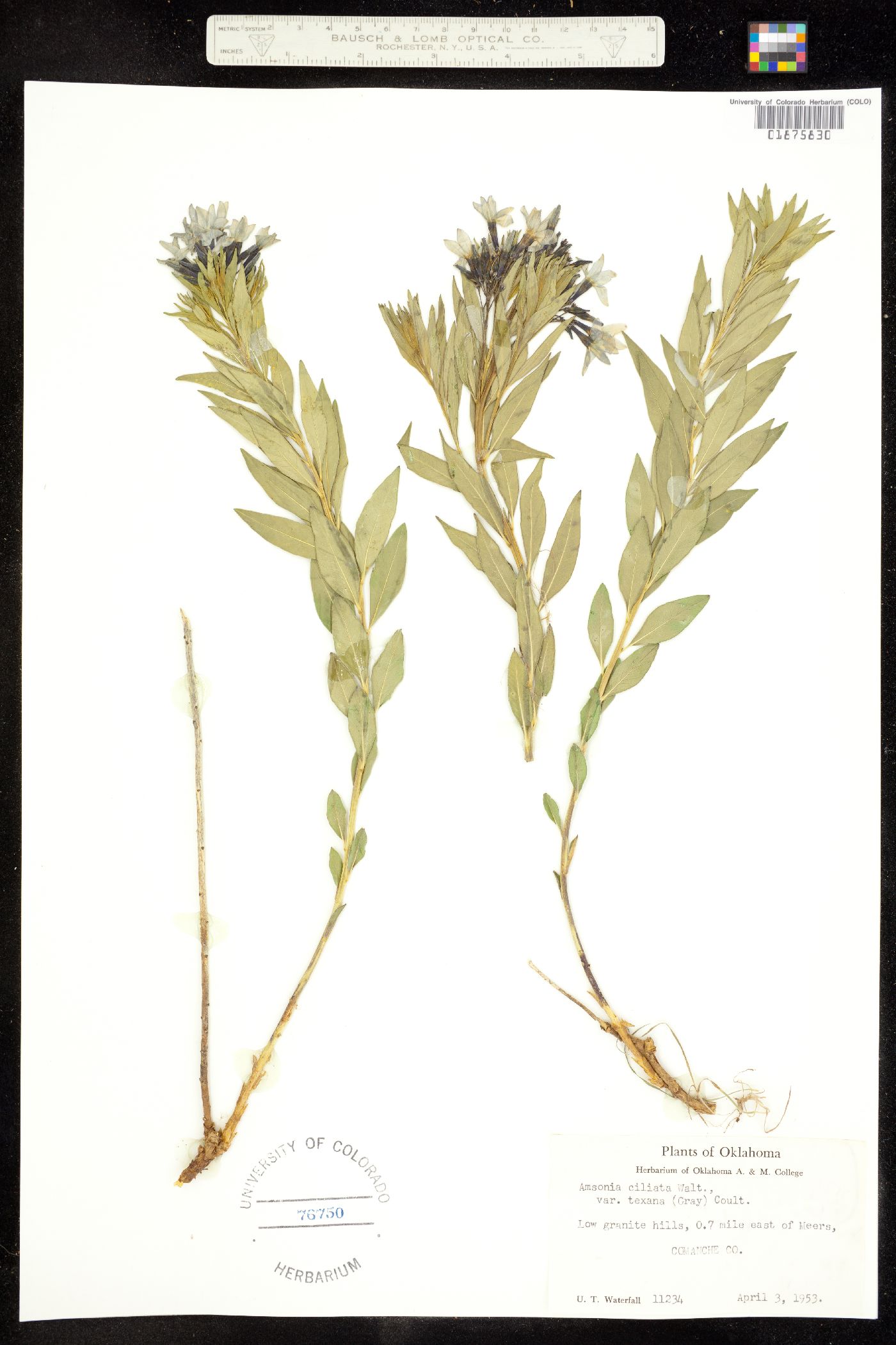 Amsonia ciliata image