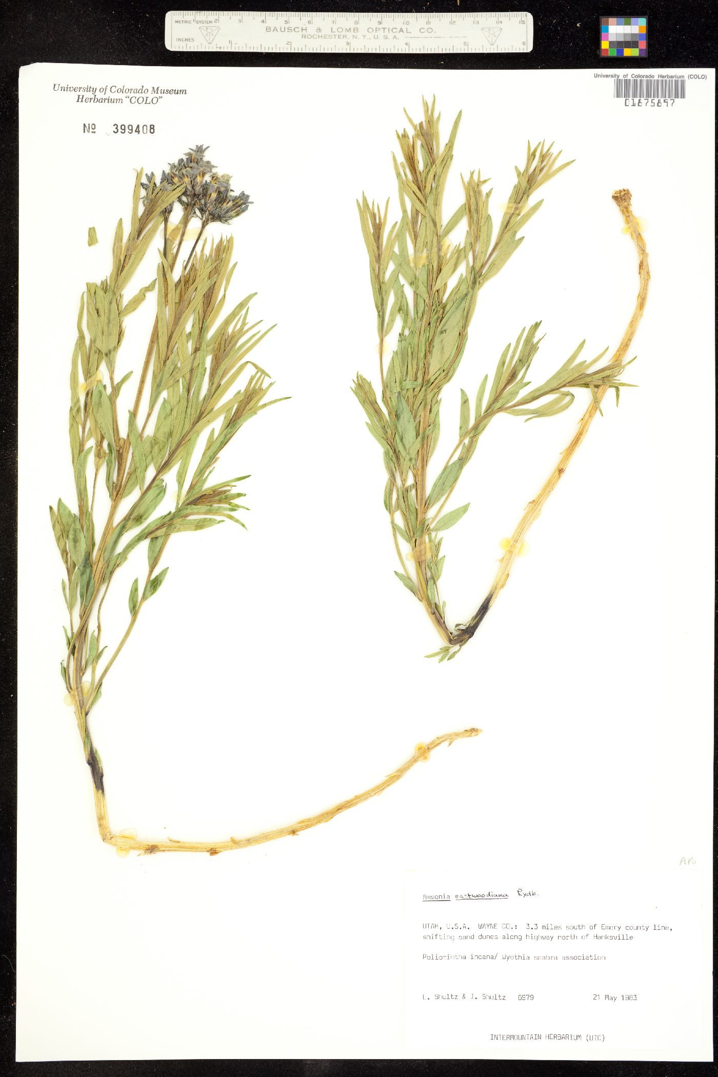 Amsonia tomentosa image