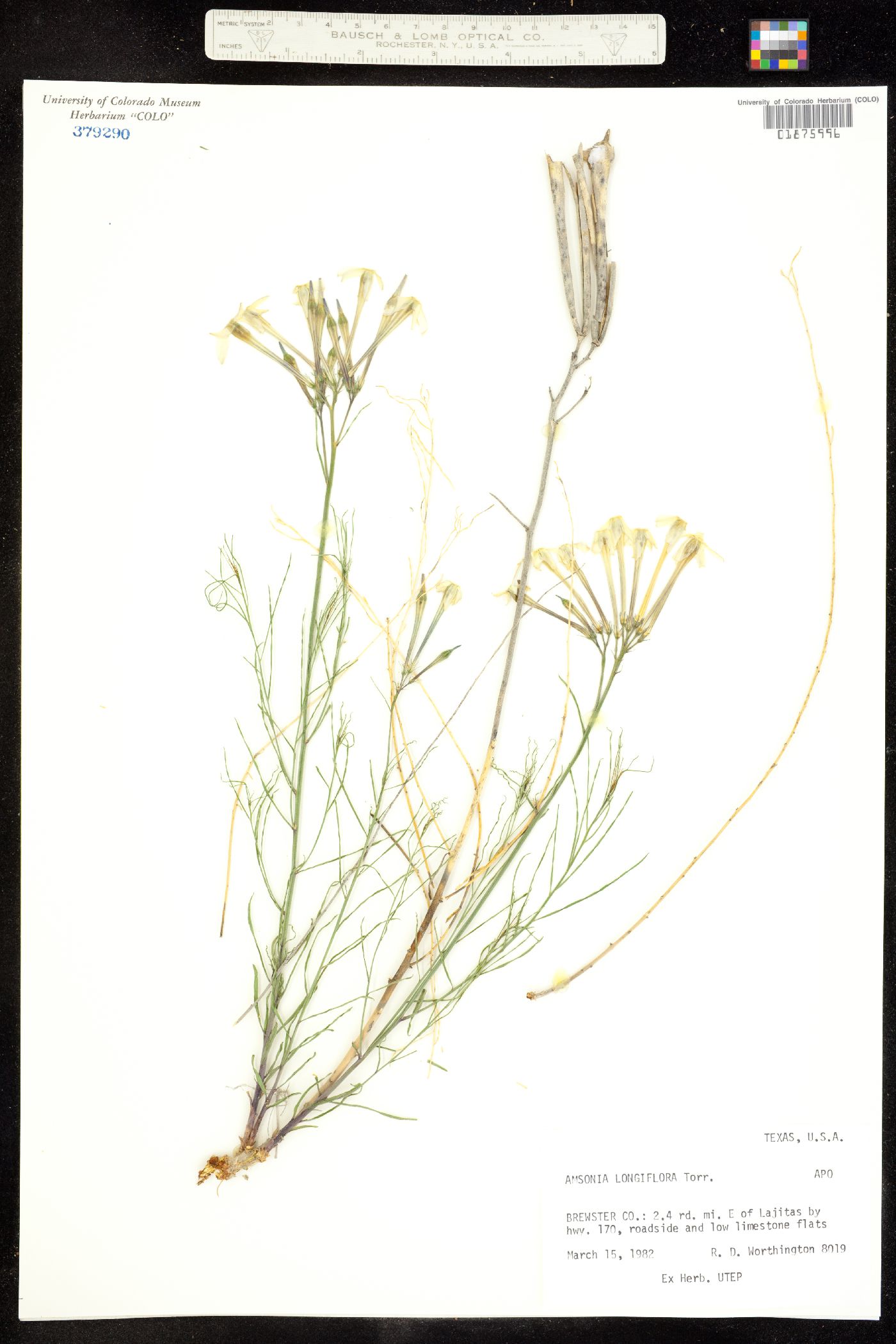 Amsonia longiflora image