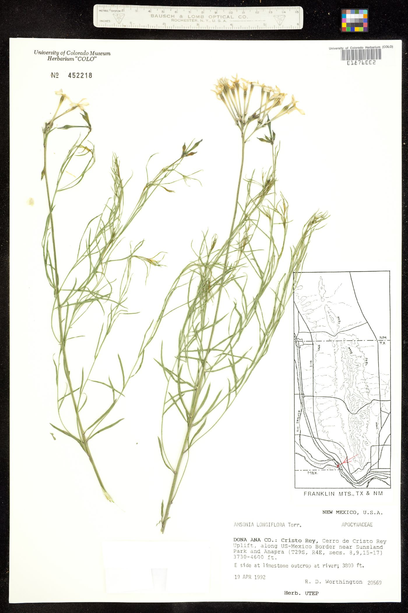 Amsonia longiflora image