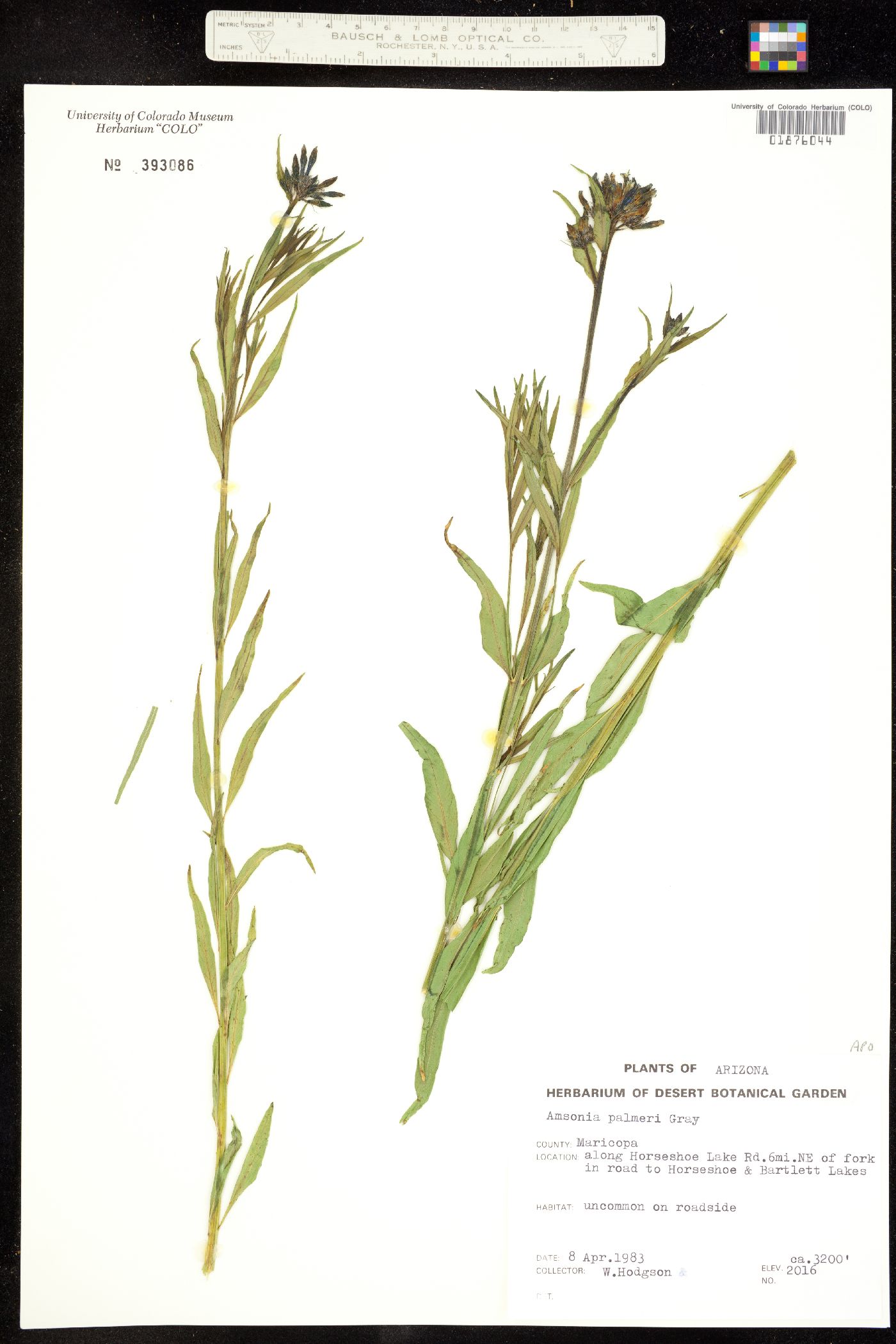 Amsonia palmeri image
