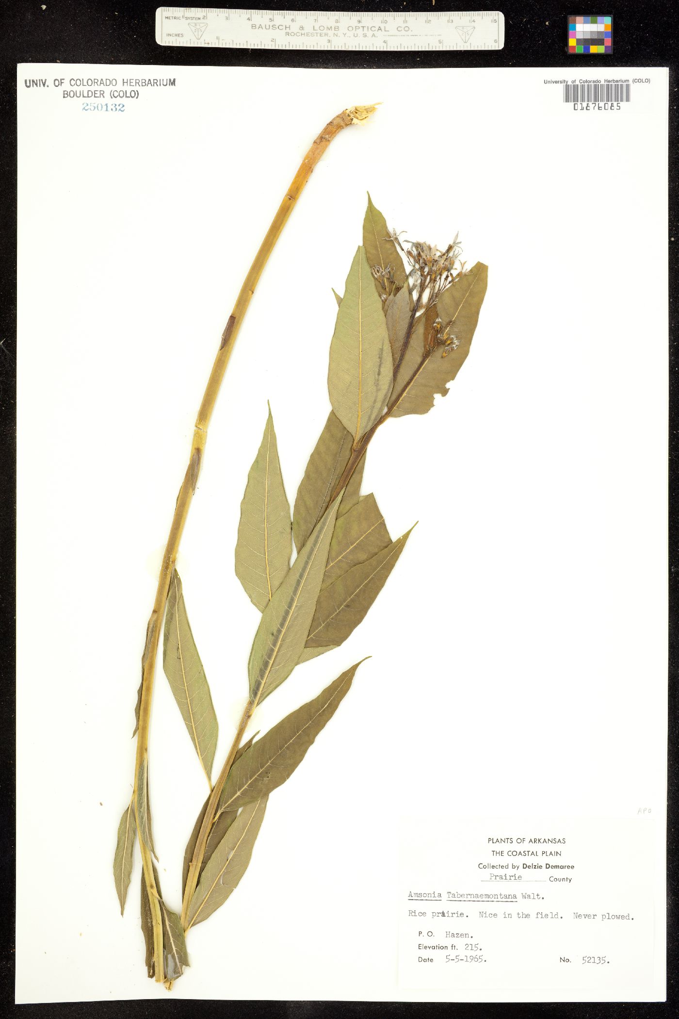 Amsonia tabernaemontana image