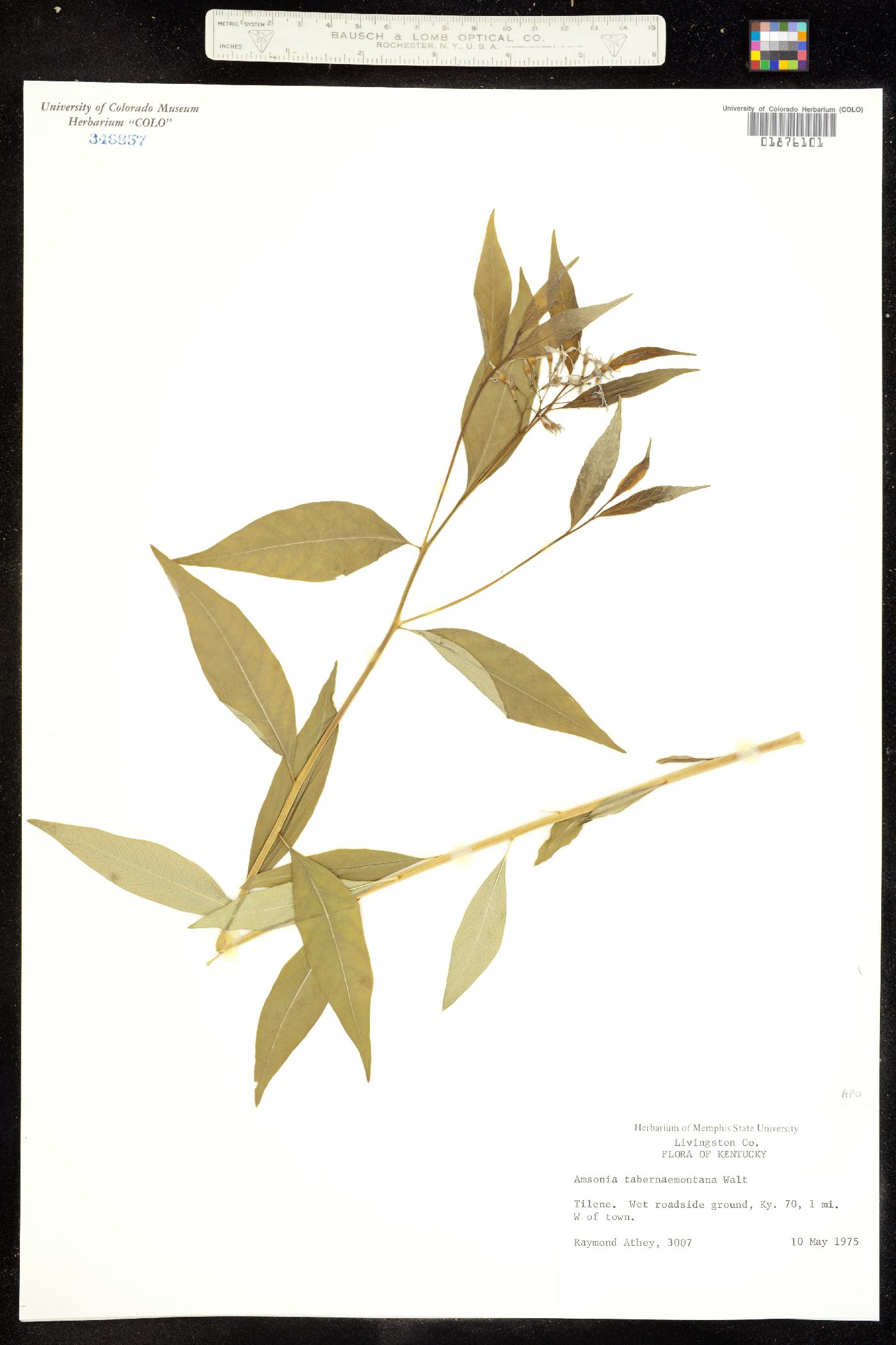 Amsonia tabernaemontana image