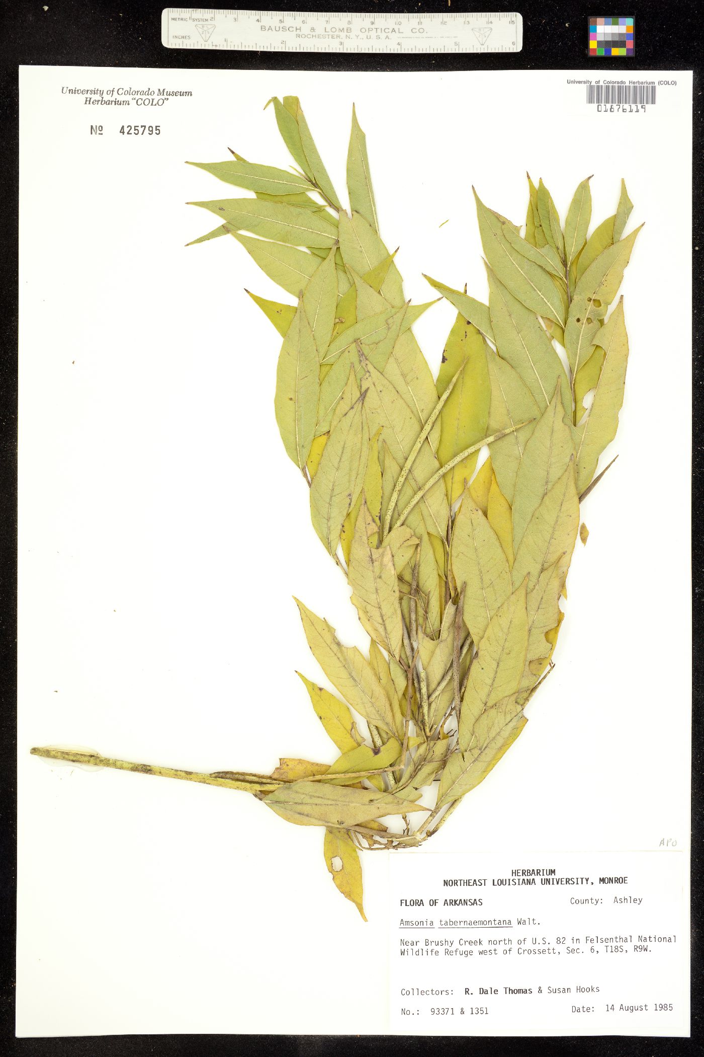 Amsonia tabernaemontana image