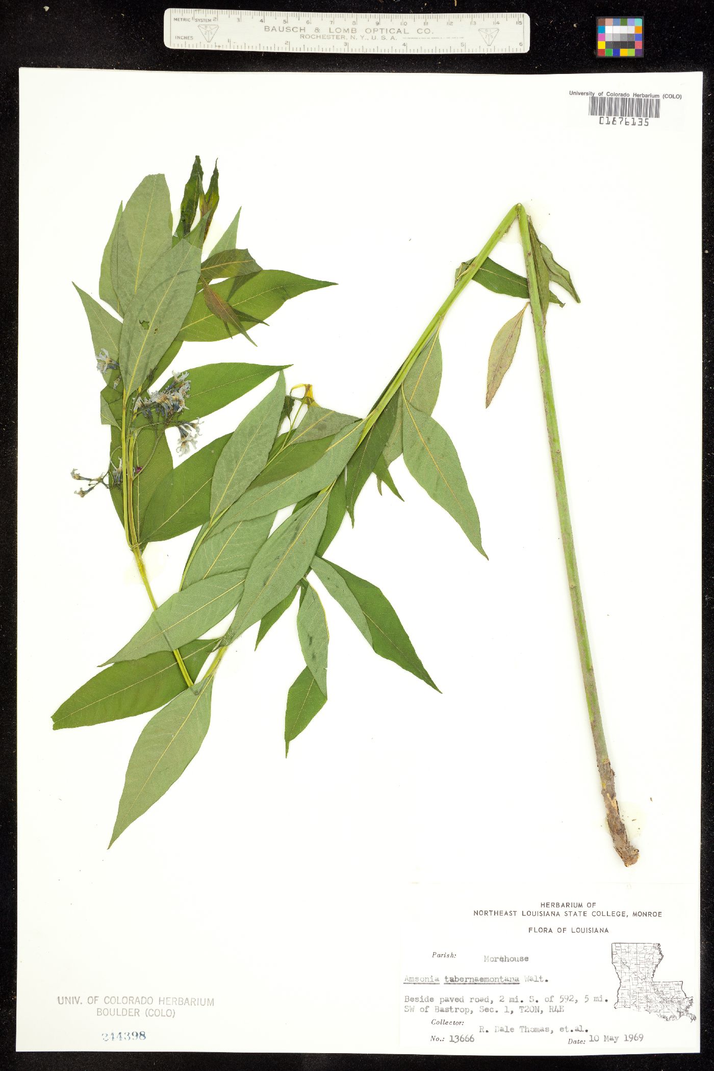 Apocynaceae image