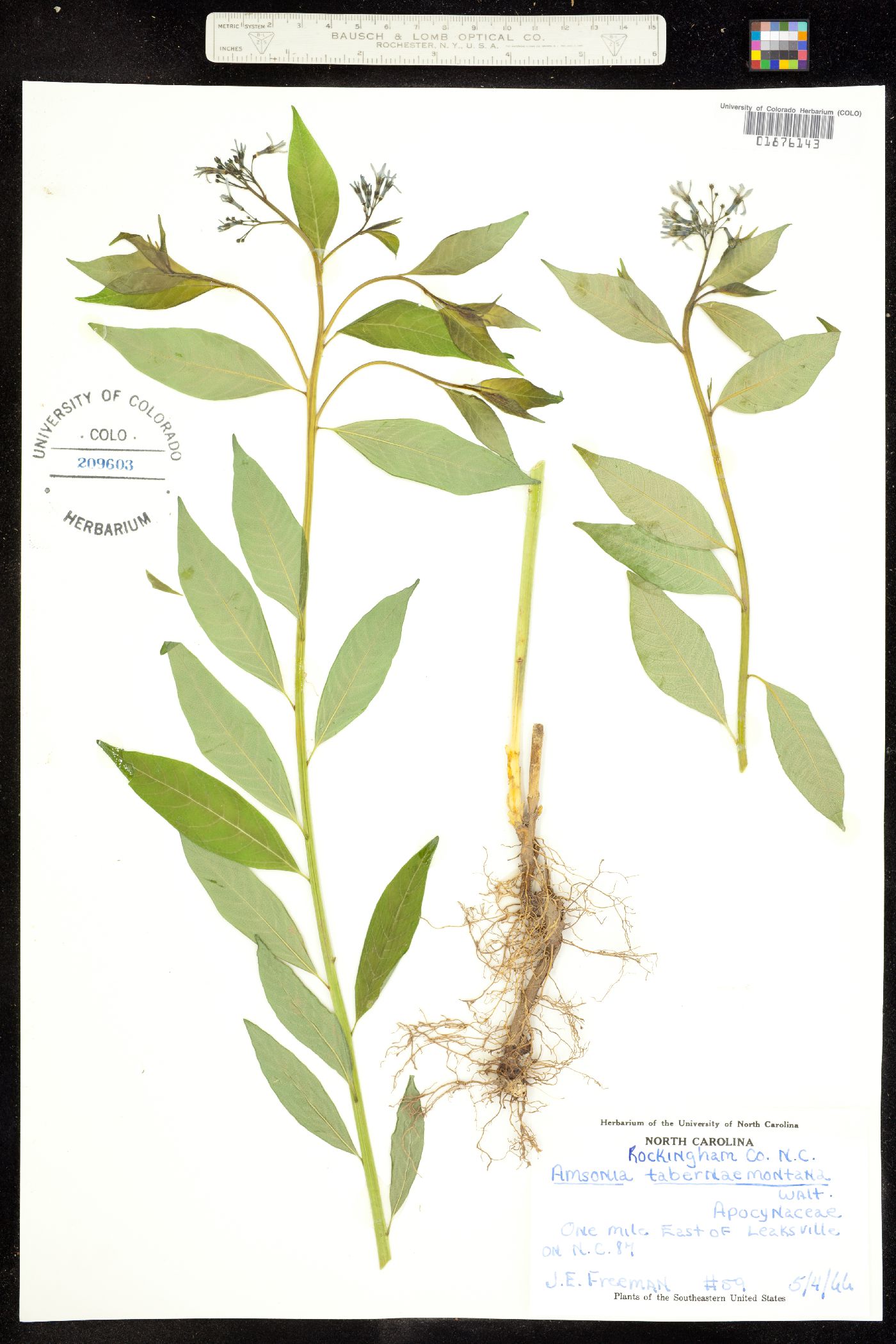 Amsonia tabernaemontana image