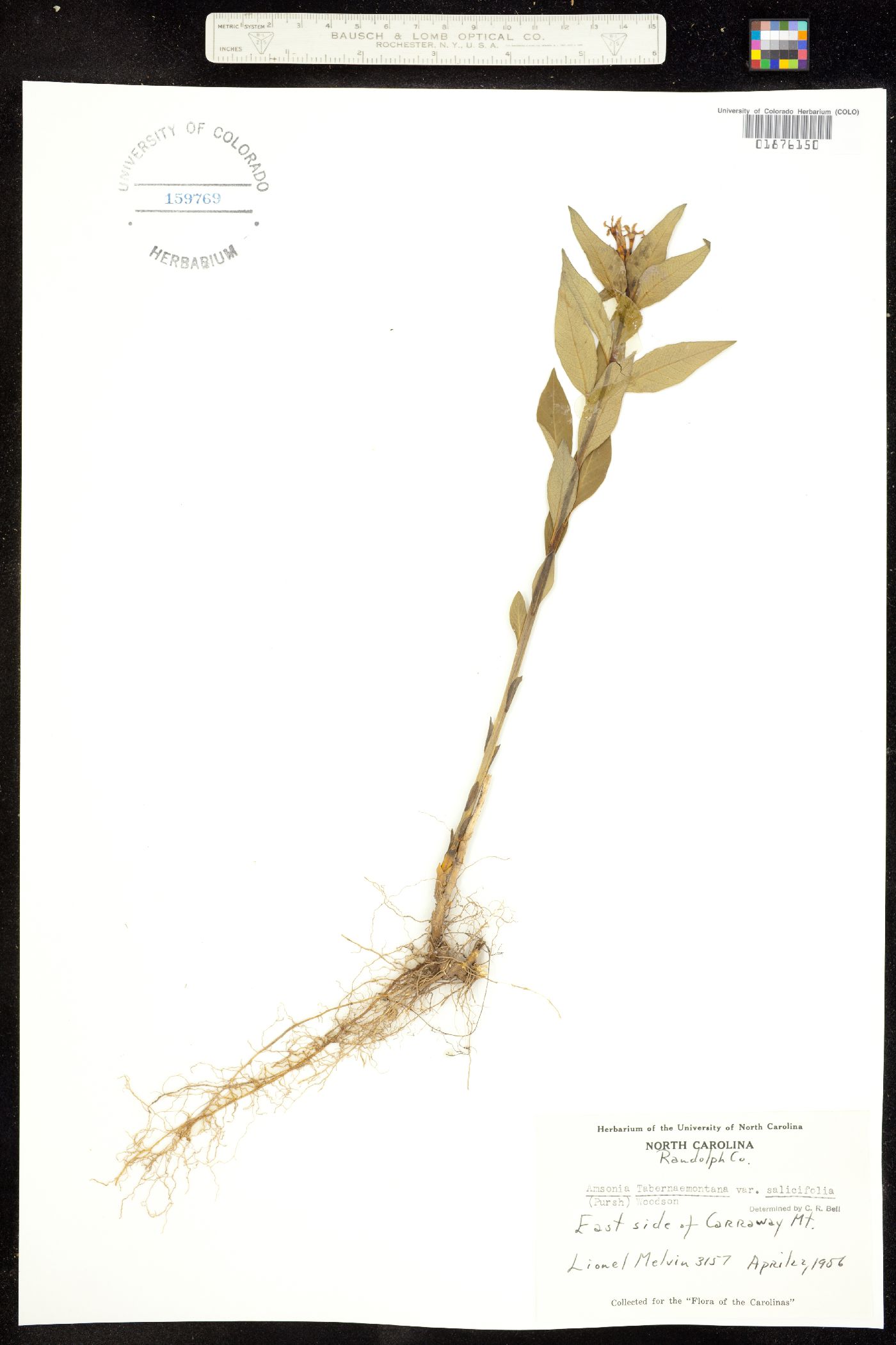 Amsonia tabernaemontana image