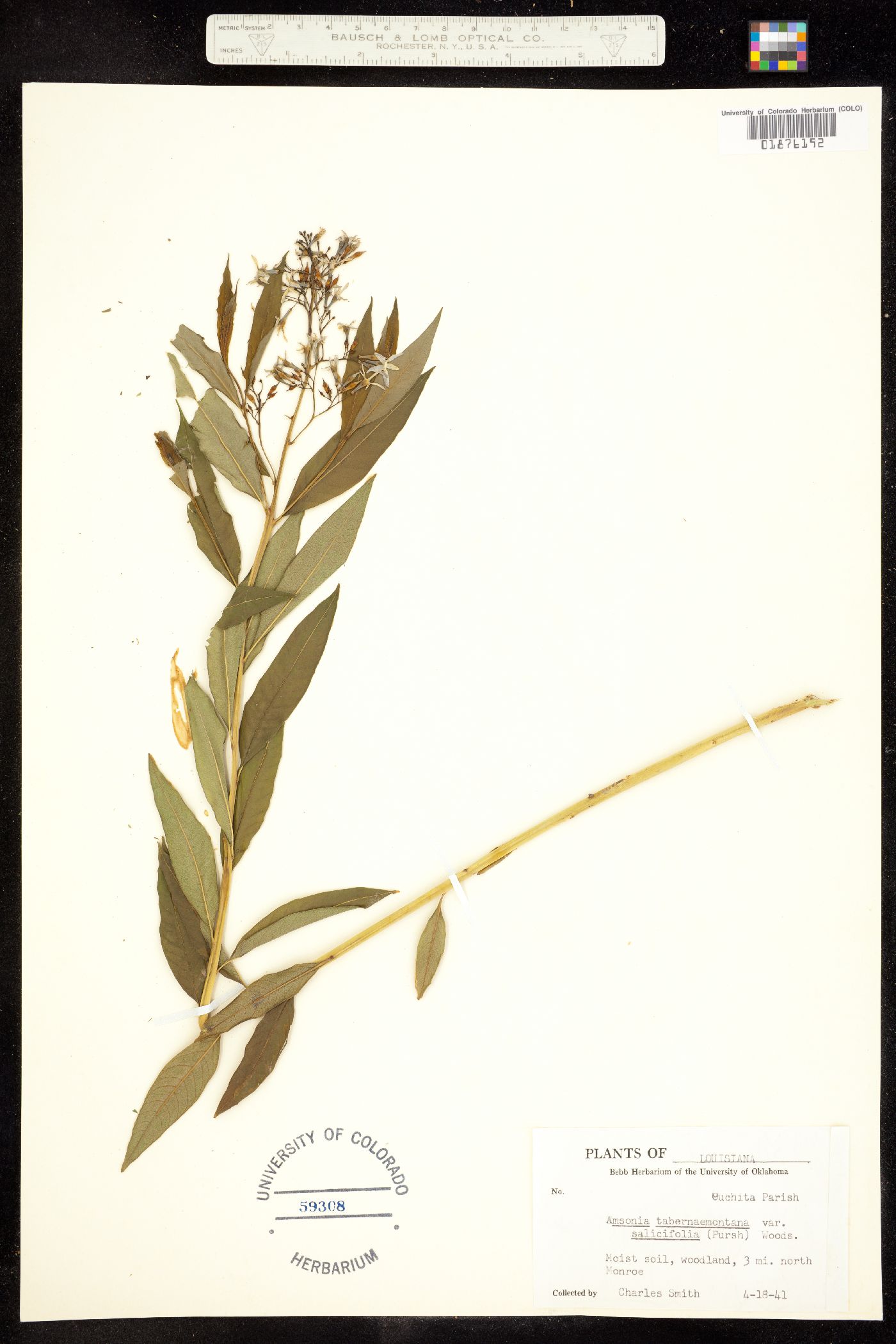 Amsonia tabernaemontana image