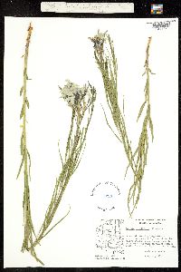 Amsonia grandiflora image