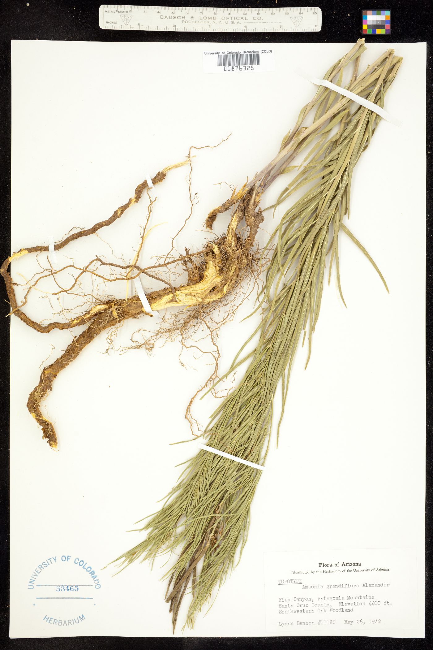 Amsonia grandiflora image